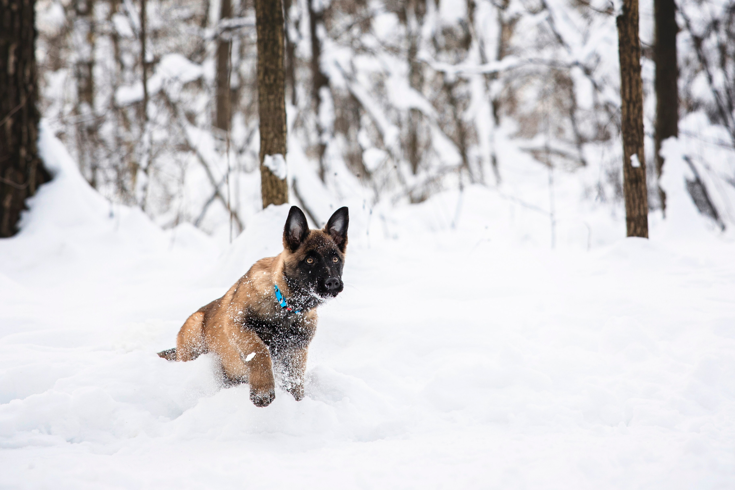 Бэлла и Панда. Анастасия Белаш
