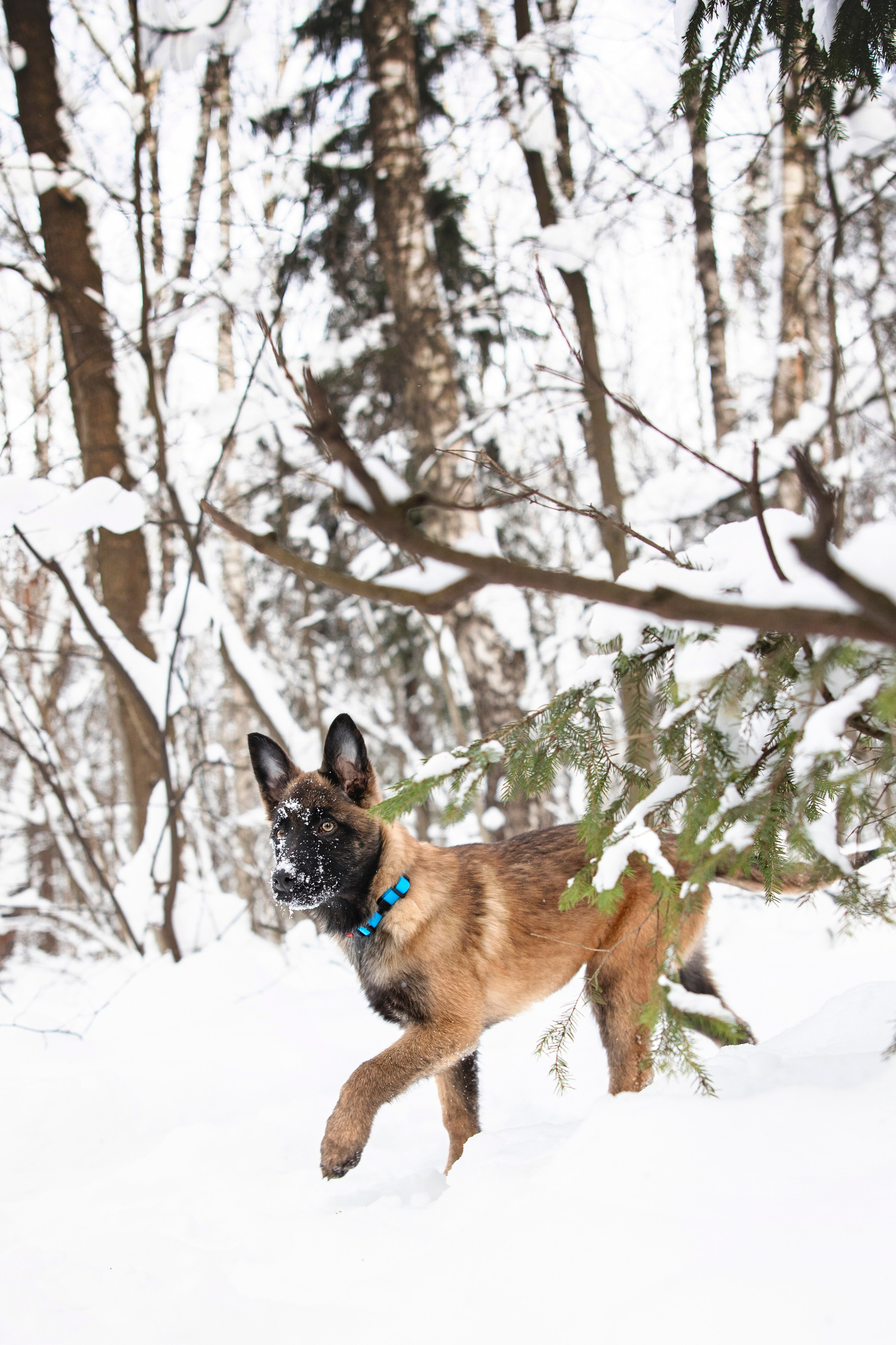 Бэлла и Панда. Анастасия Белаш