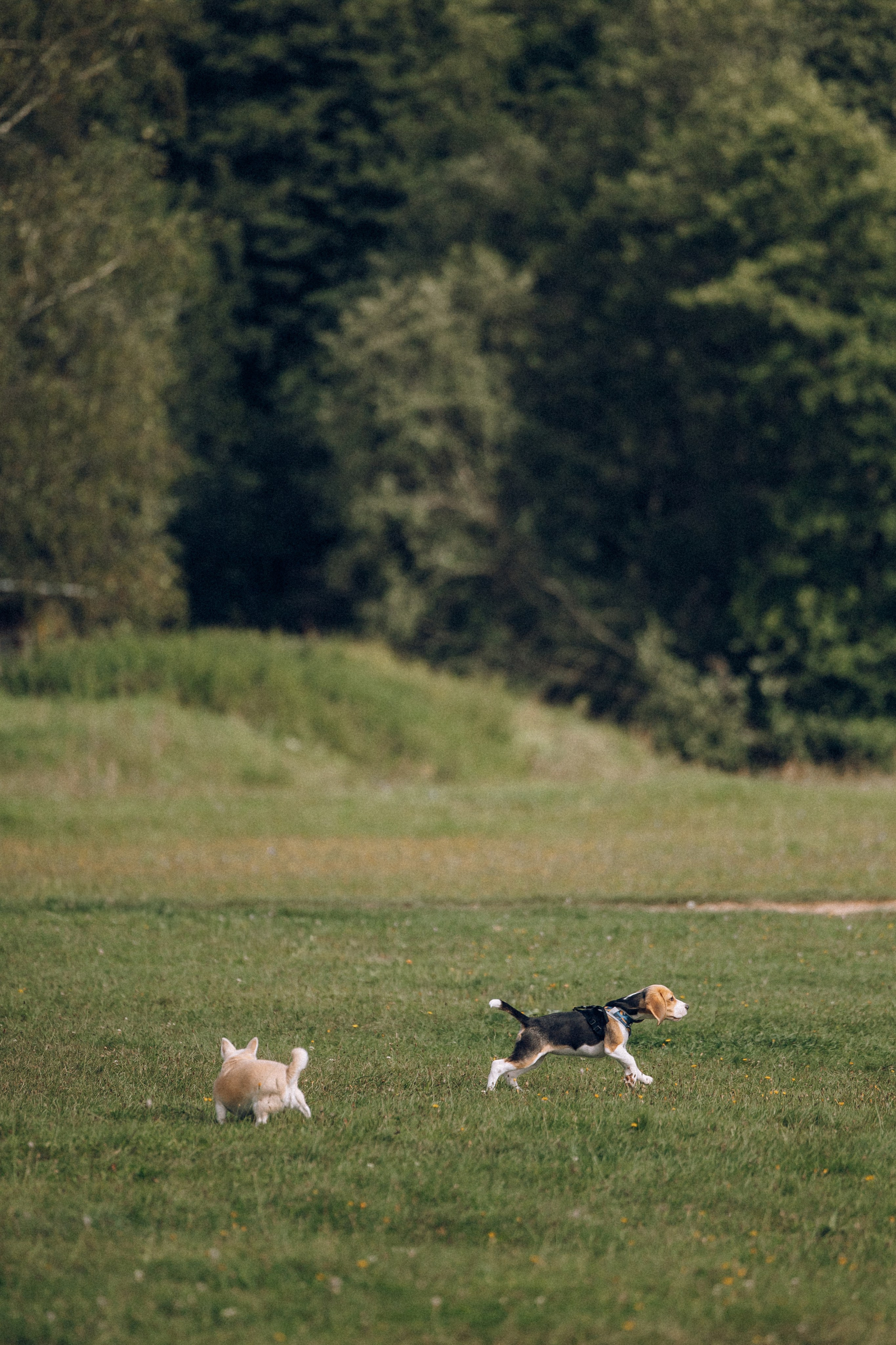 Вика и Ваня. Анастасия Мелёхина Фотограф Москва, Свадебный фотограф Москва