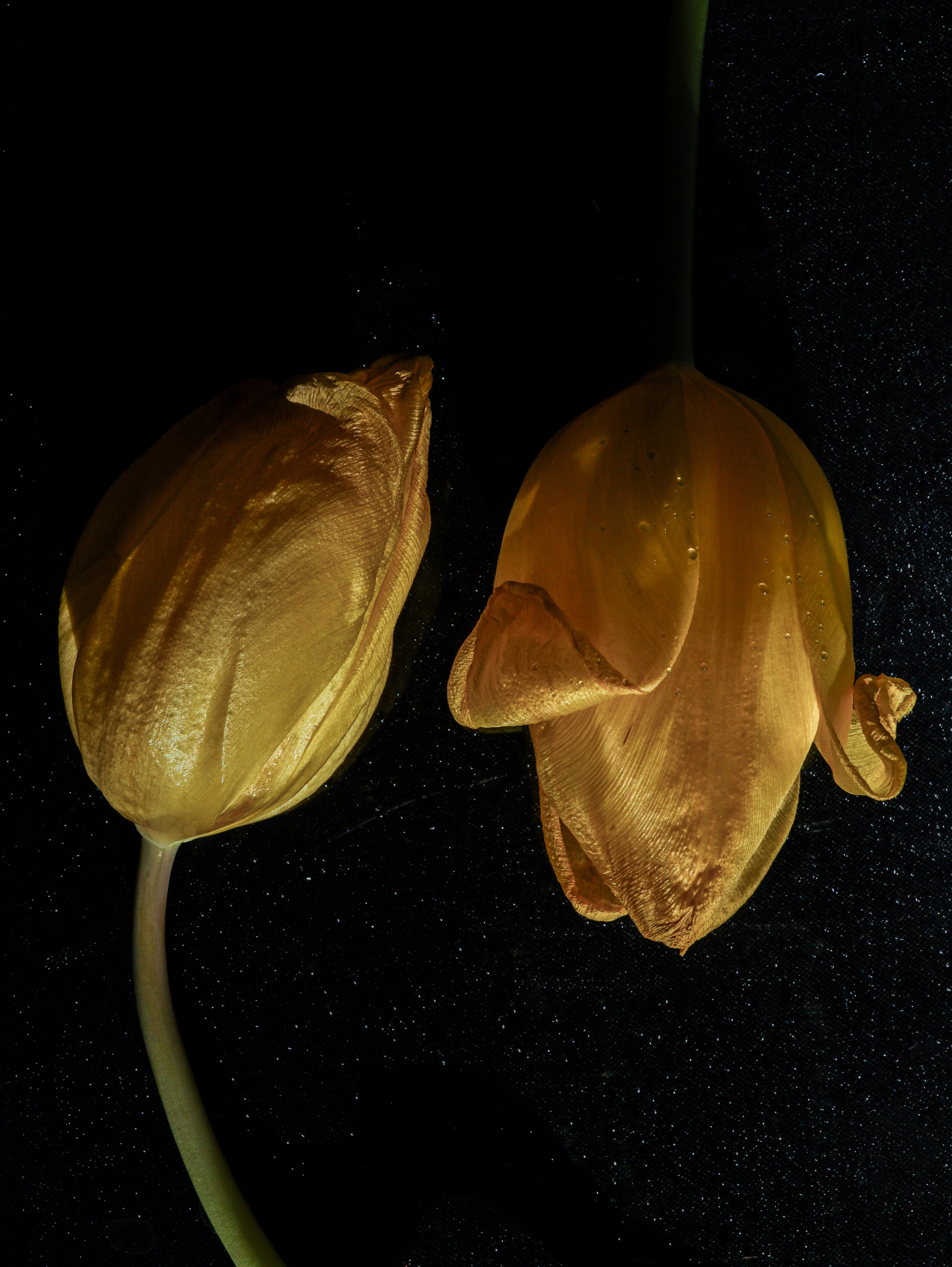 Природа &. Фотохудожник в СПб