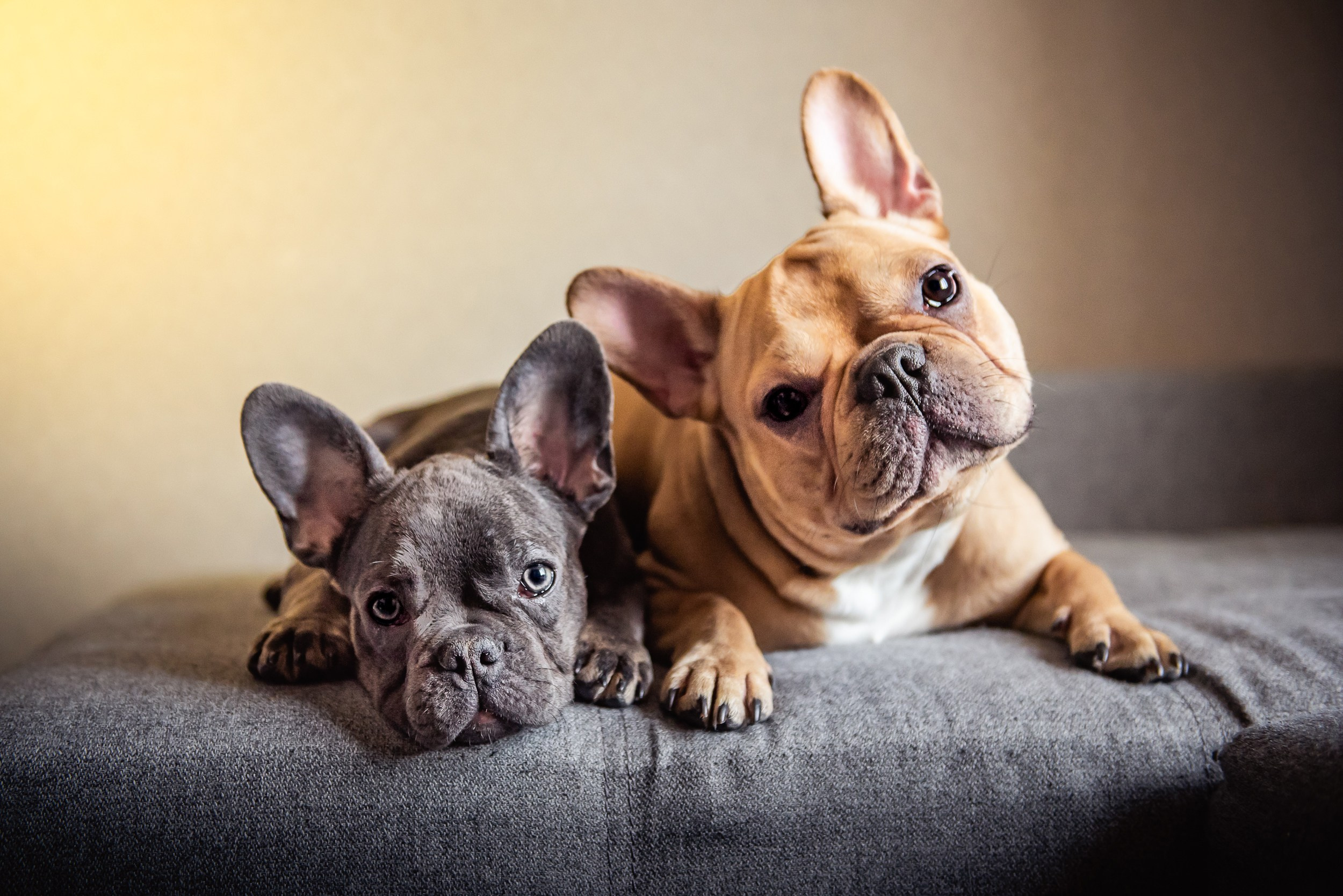 Бульдоги и компания. Семейный Фотограф в Москве Ирина Хохлова