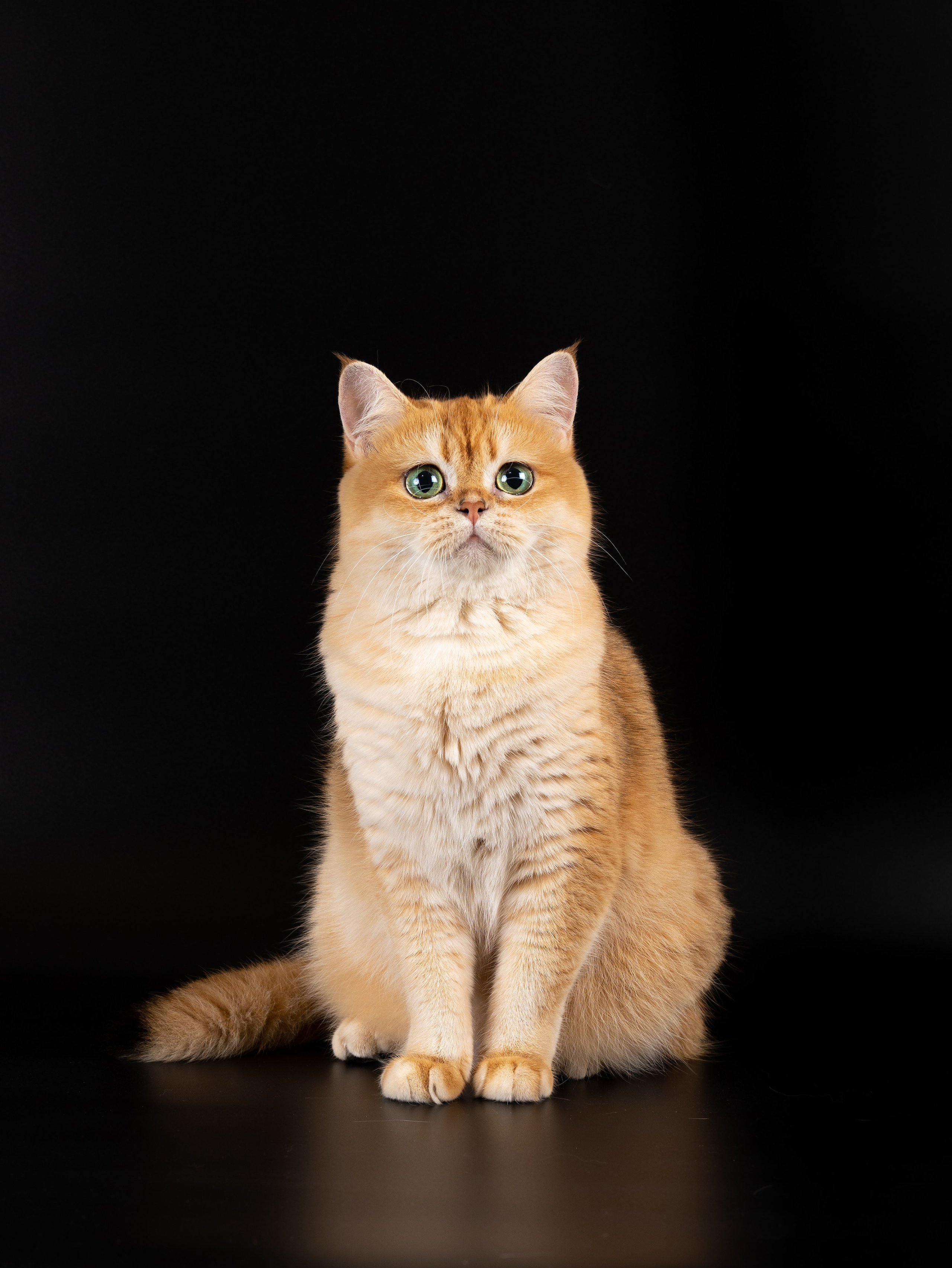 Съемка животных. Фуд, предметный и фотограф анималист в Нижнем Новгороде Иванов Максим