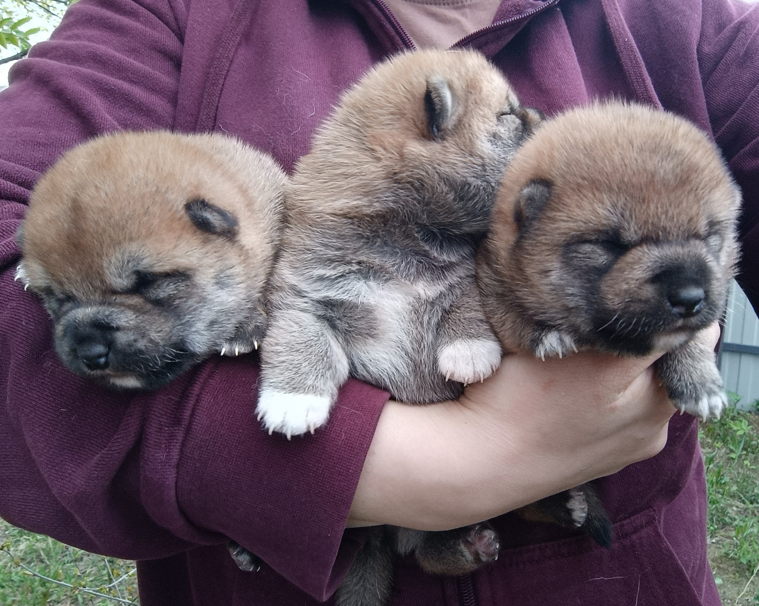 сиба питомник Рубилайт щенки на продажу rubylight  сиба щенки купить СПб Санкт-Петербург