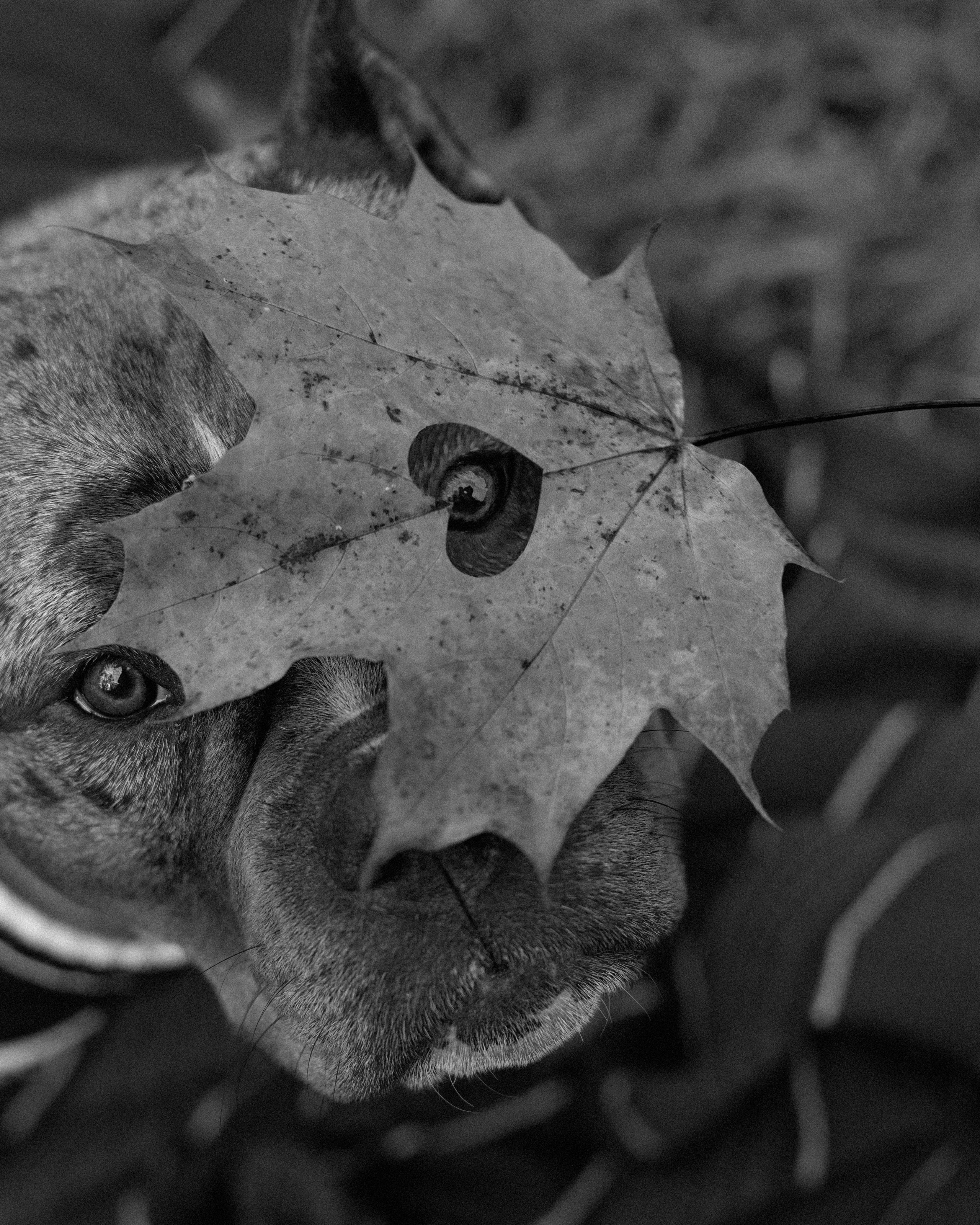 Виктория и Асти. Фотограф в Санкт-Петербурге Масленникова Ксения