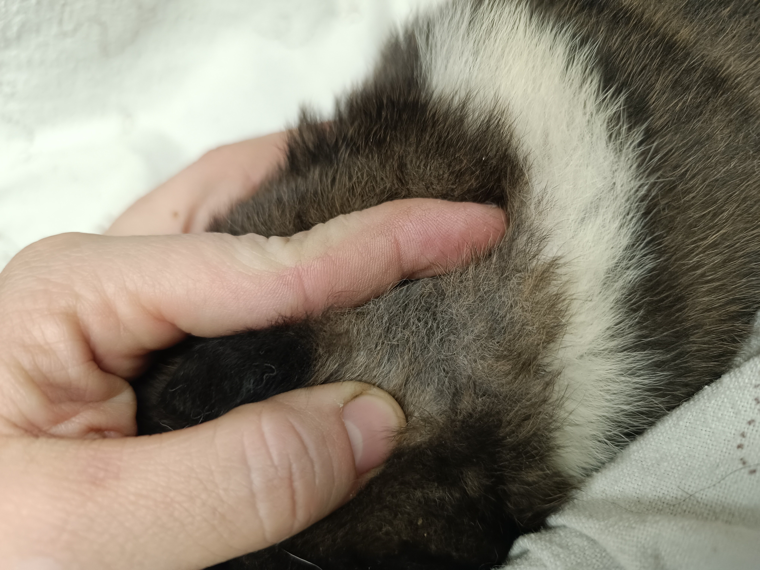 Американская акита  щенки питомник Санкт-Петербург клубные щенки Американская акита питомник RUBYLIGHT Рубилайт купить щенка американской акиты