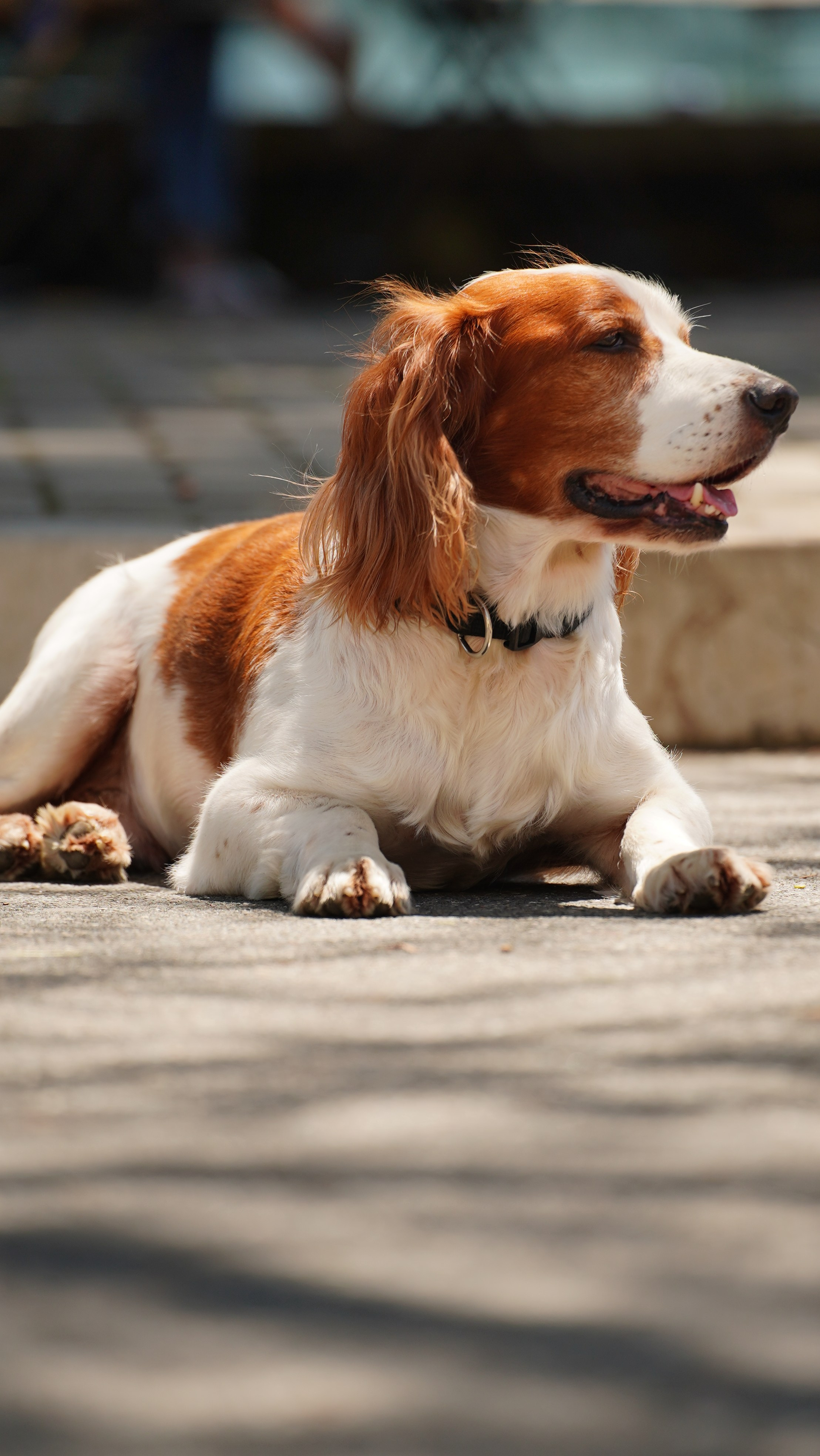 Заставки. Главная