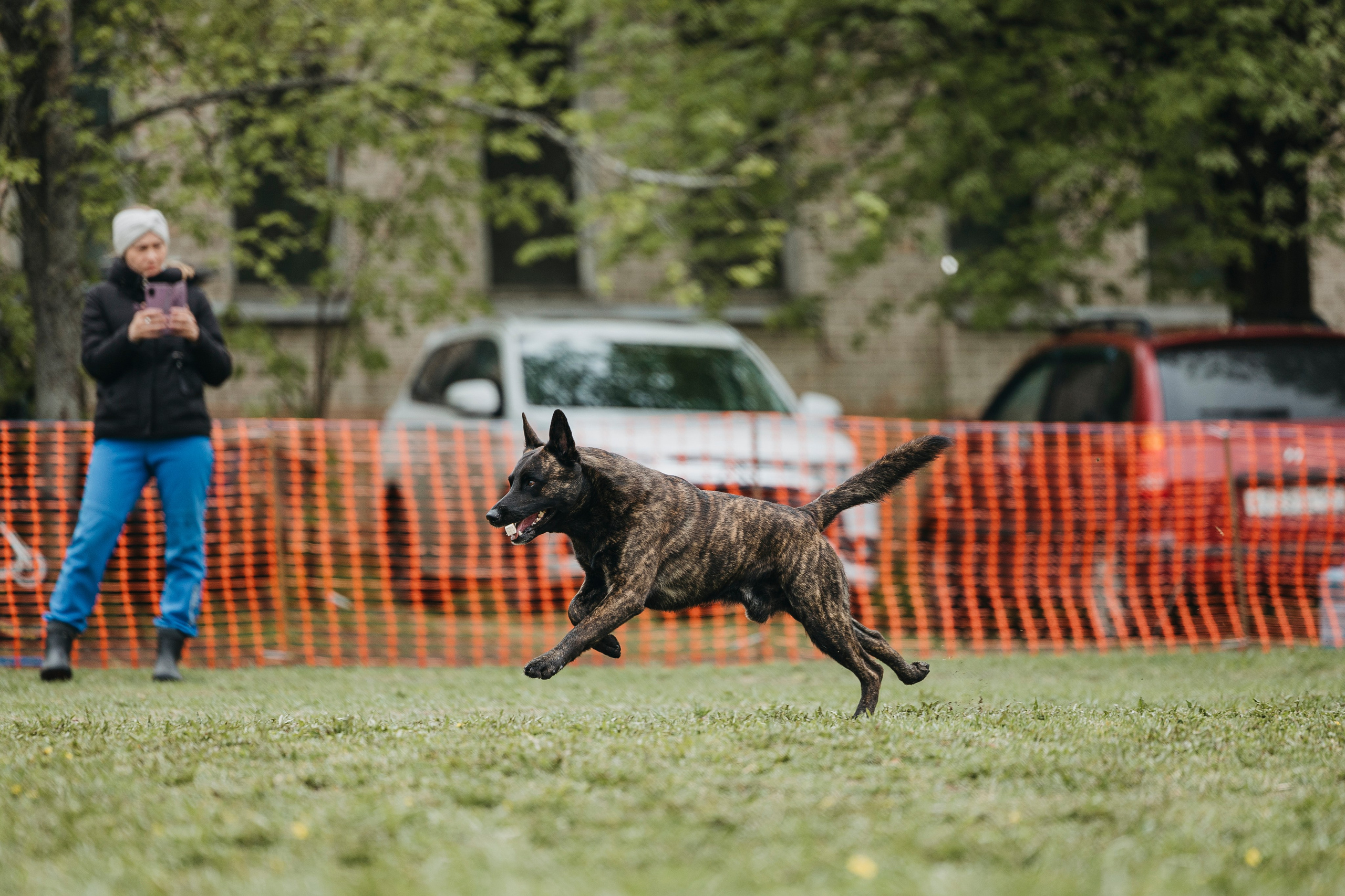 26.05.25 г. Пушкин квалификационные соревнования. Фотограф-анималист Анна Маринич
