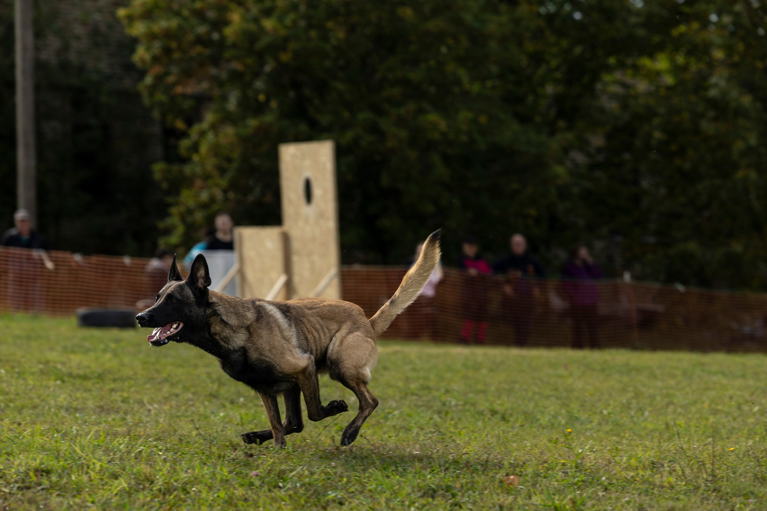 Испытания по Мондьорингу г. Пушкин. Фотограф-анималист Анна Маринич