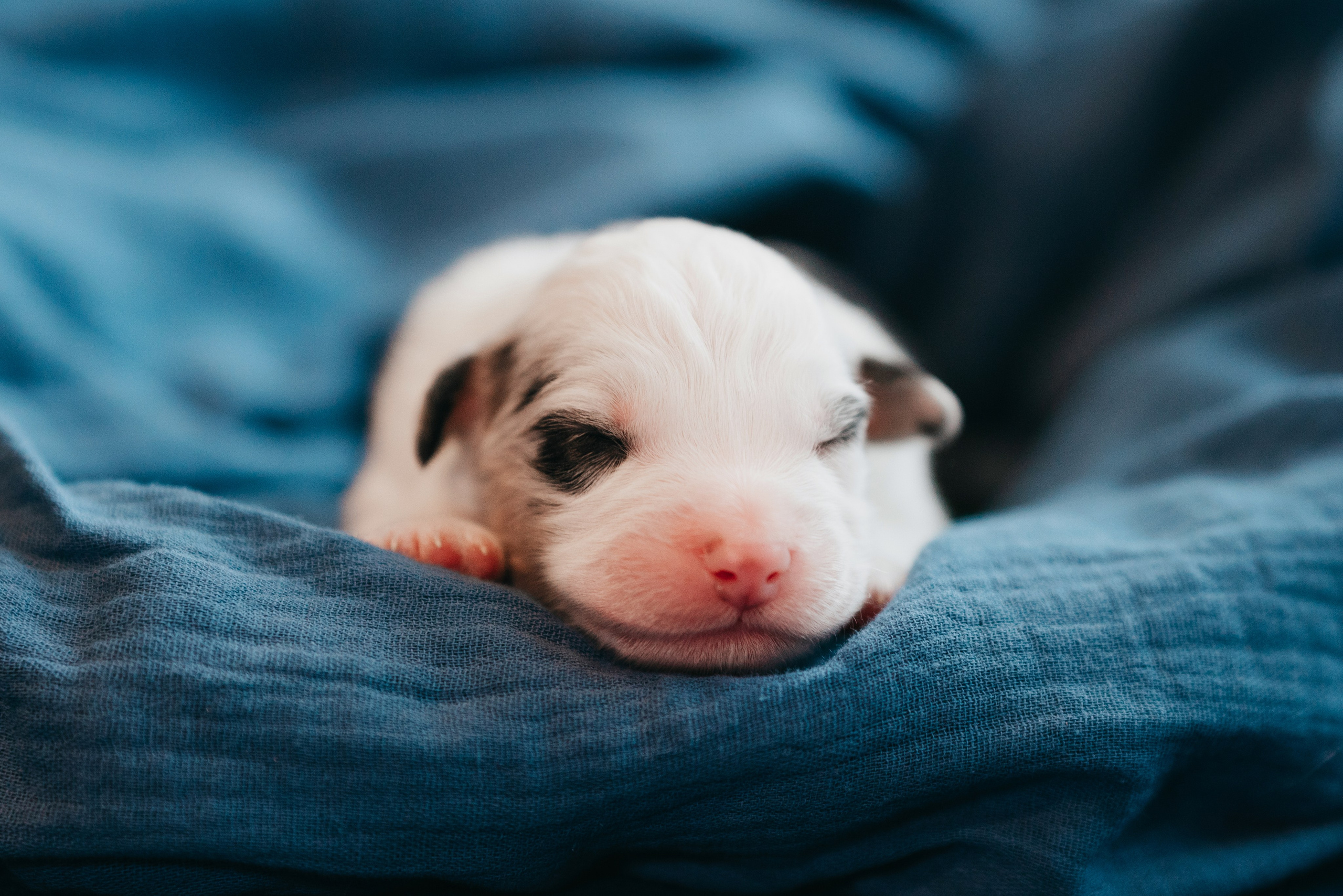 Аусси. Фотограф анималист Осипчикова Мария