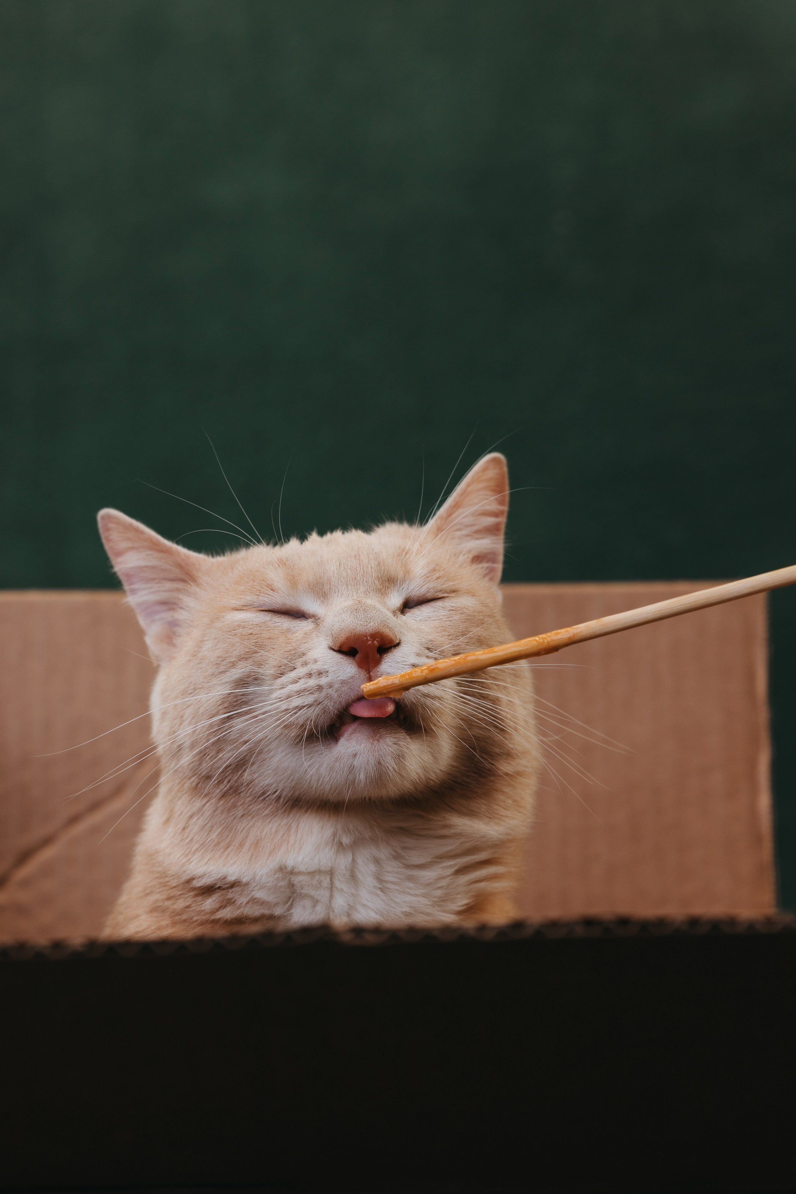 Коты Сет и Квентин. Фотограф анималист Осипчикова Мария