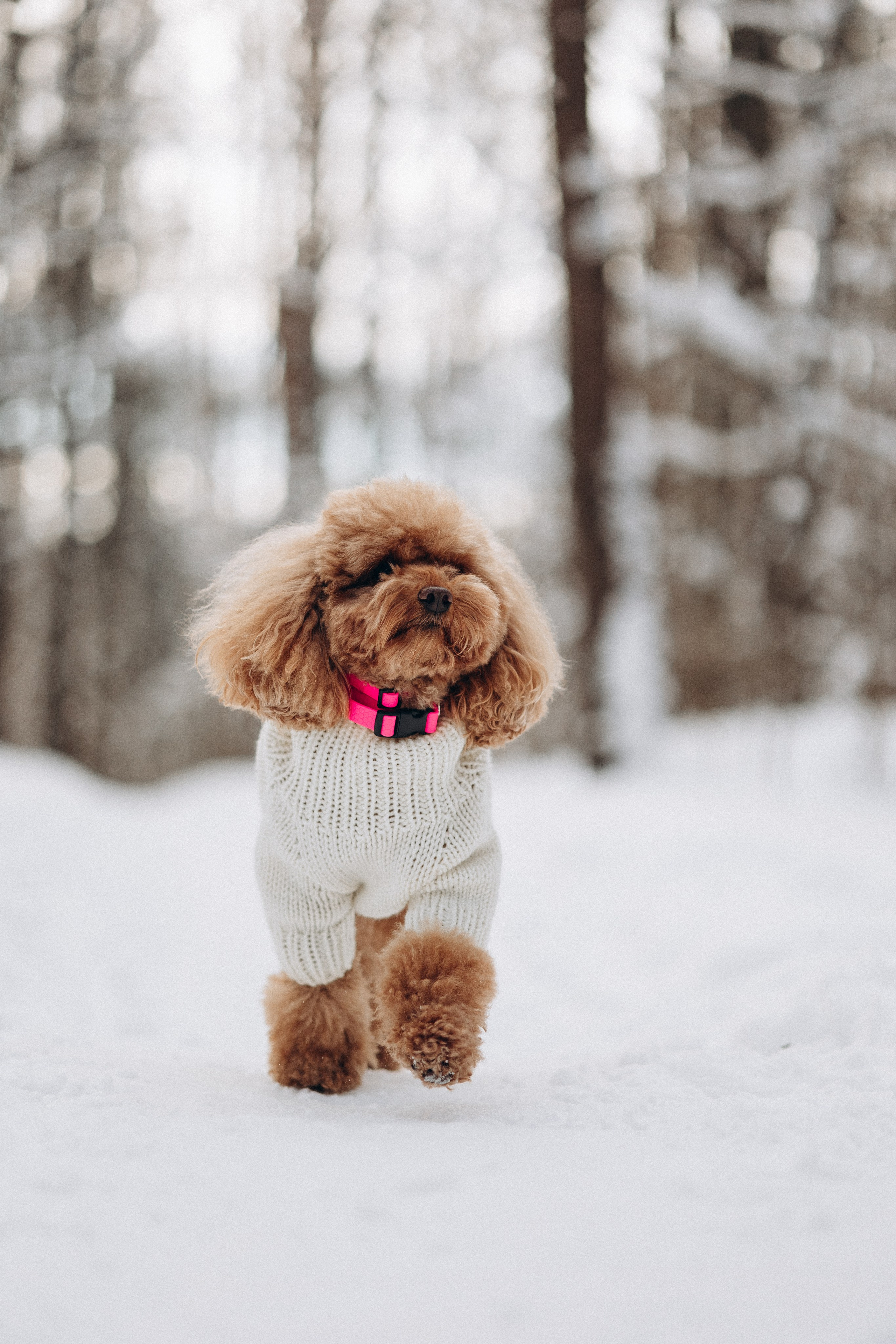 Амуниция «Бобик» 2. Фотораф — анималист Мария Шистка