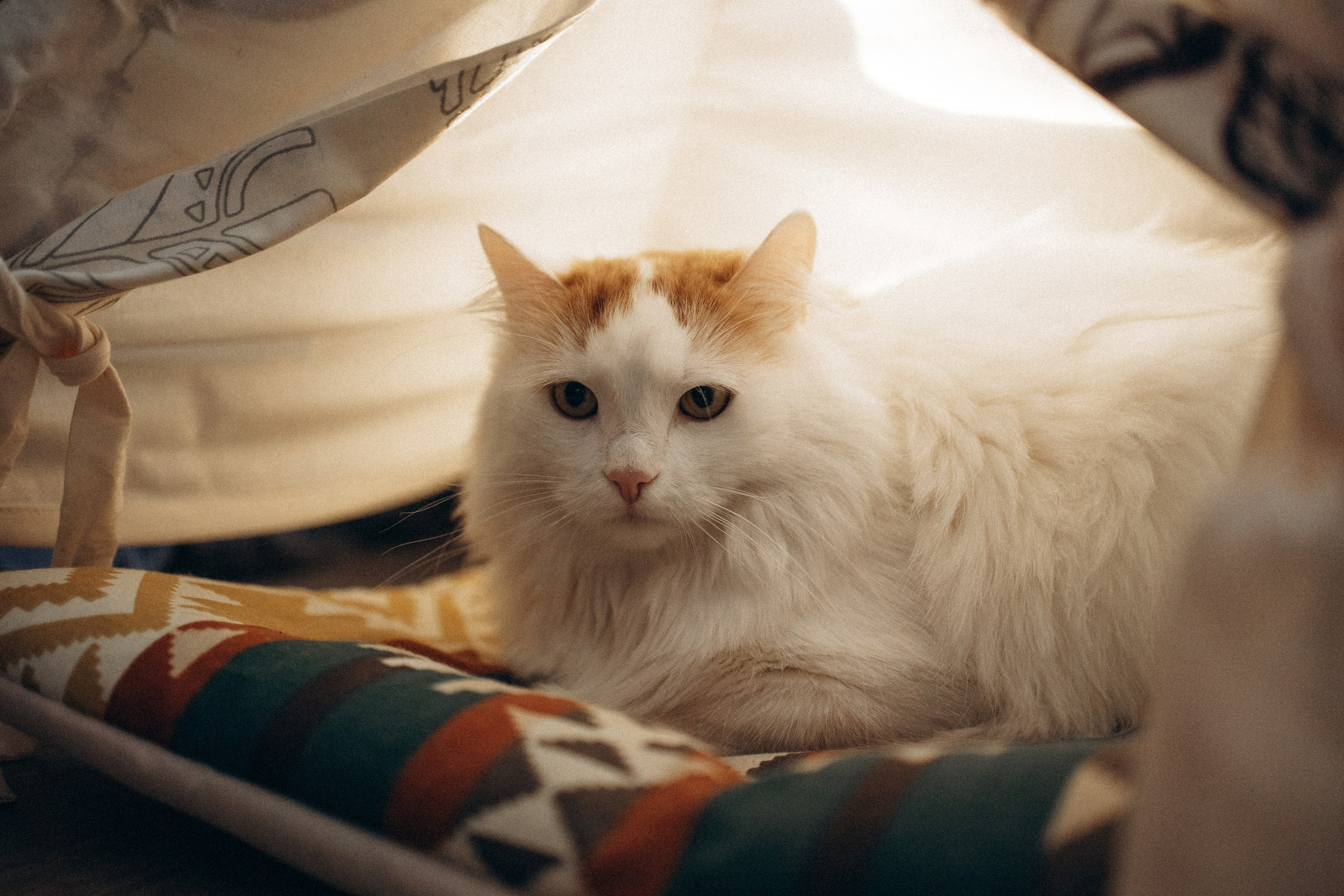 Маша и ее семья. Фотораф — анималист Мария Шистка