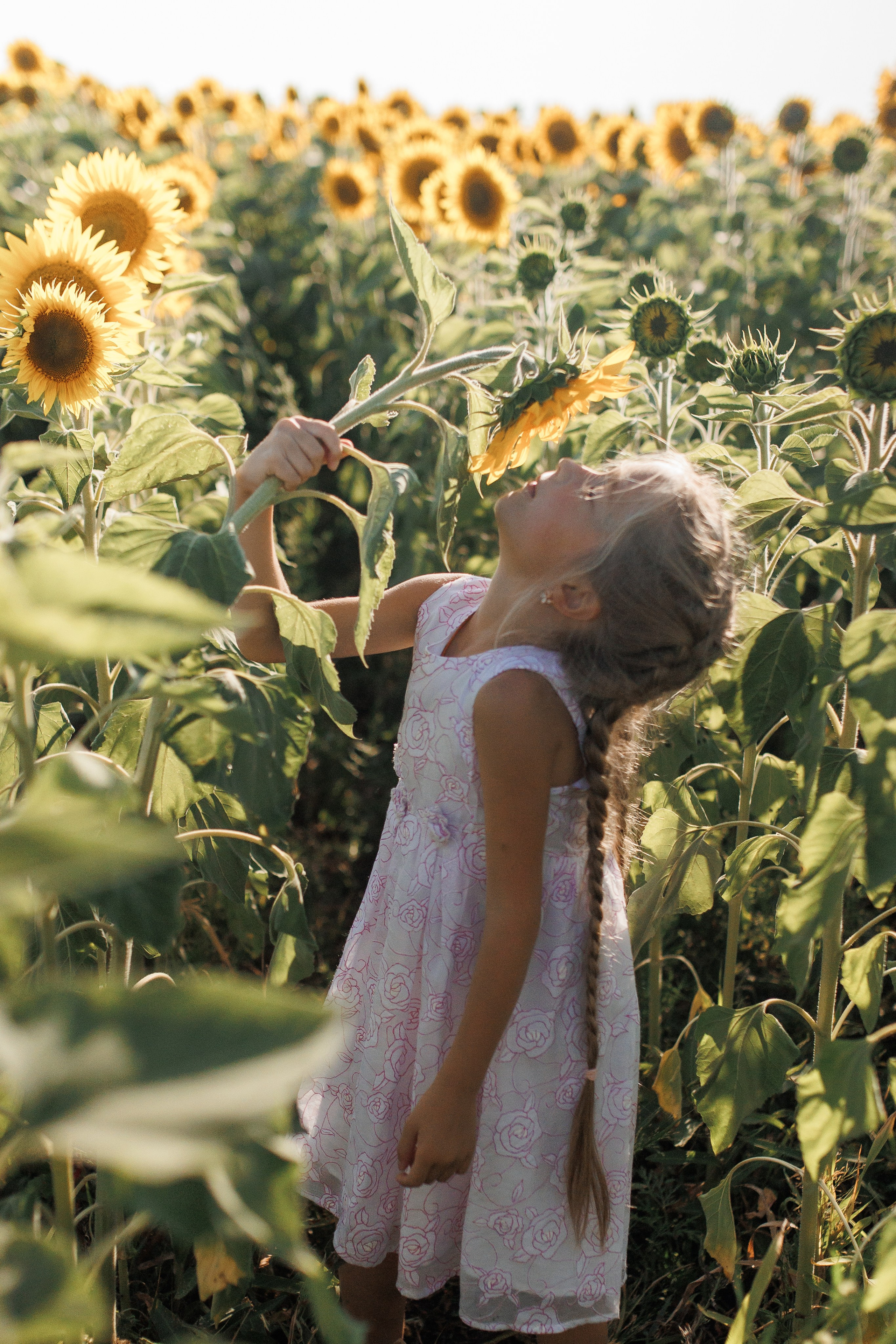 Дети и подсолнухи. Семейный фотограф lifestyle в Новосибирске Елена Шпилевая