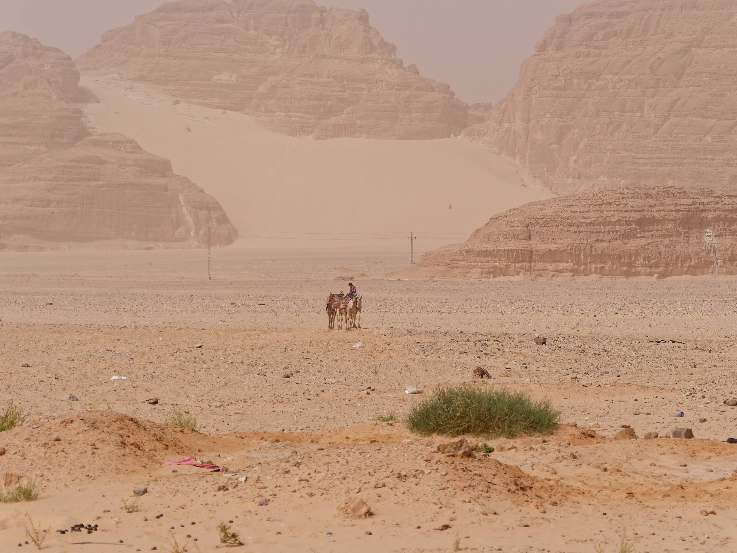 Шарм-эль-Шейх 2022, сафари. Избранные фотографии