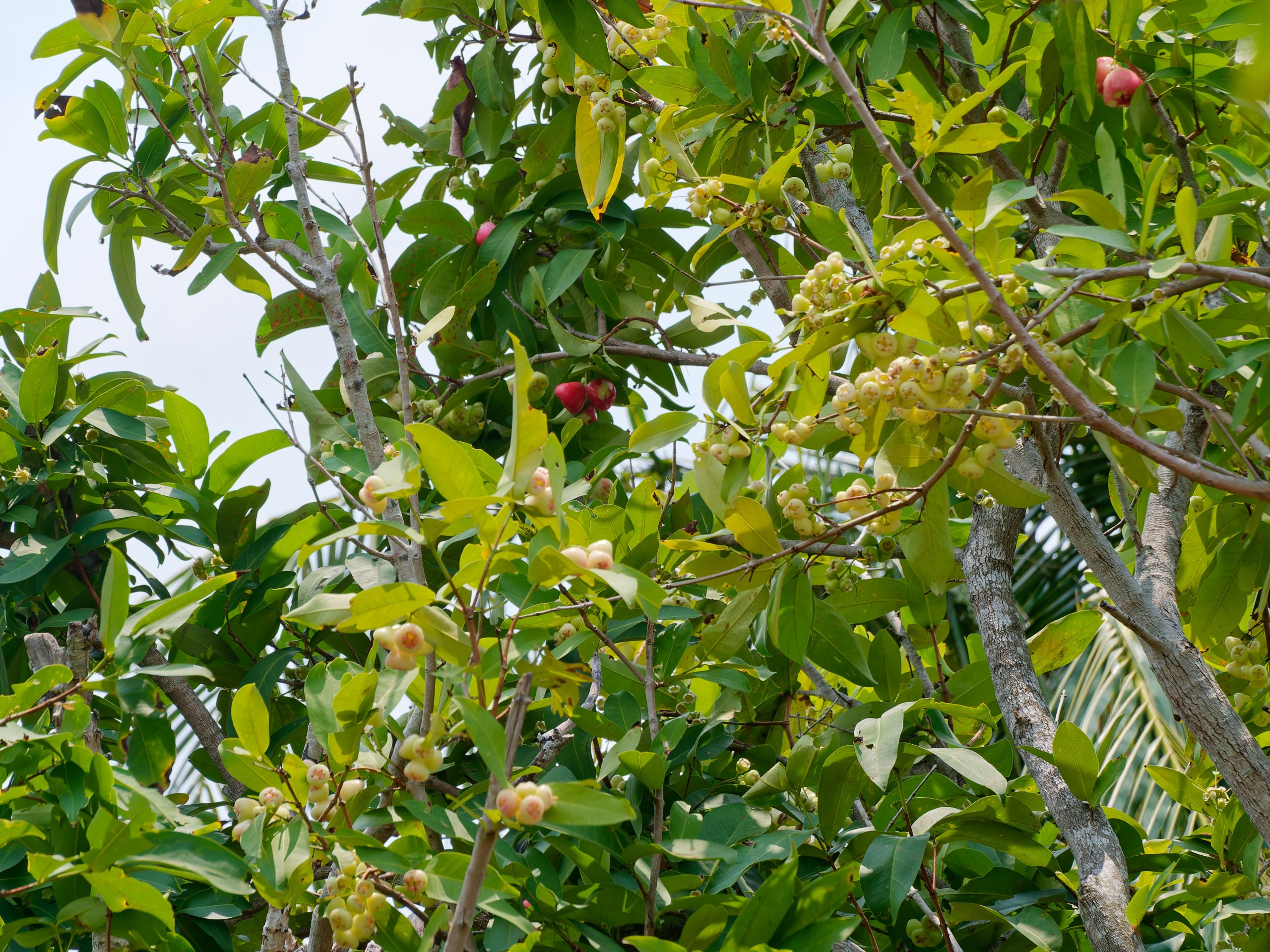 Хайнань 2026, флора, цветы и деревья. Фотопрогулки по Миру