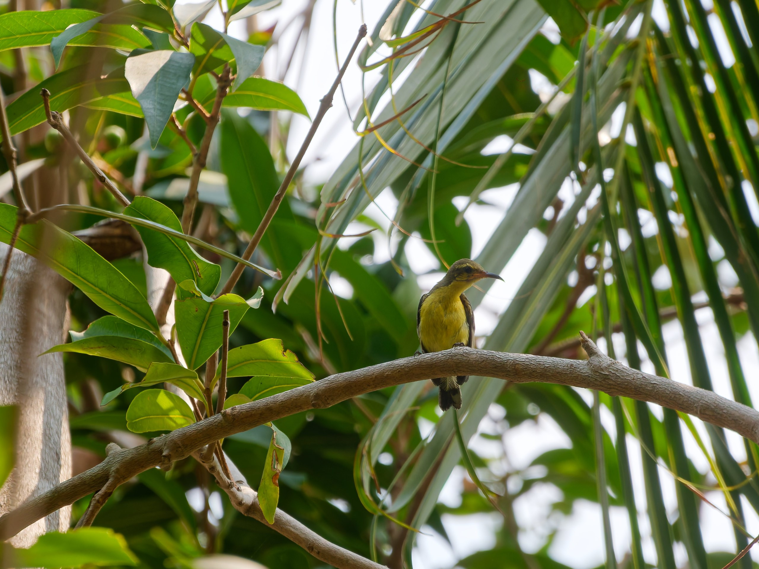 Хайнань 2026, флора, цветы и деревья. Фотопрогулки по Миру