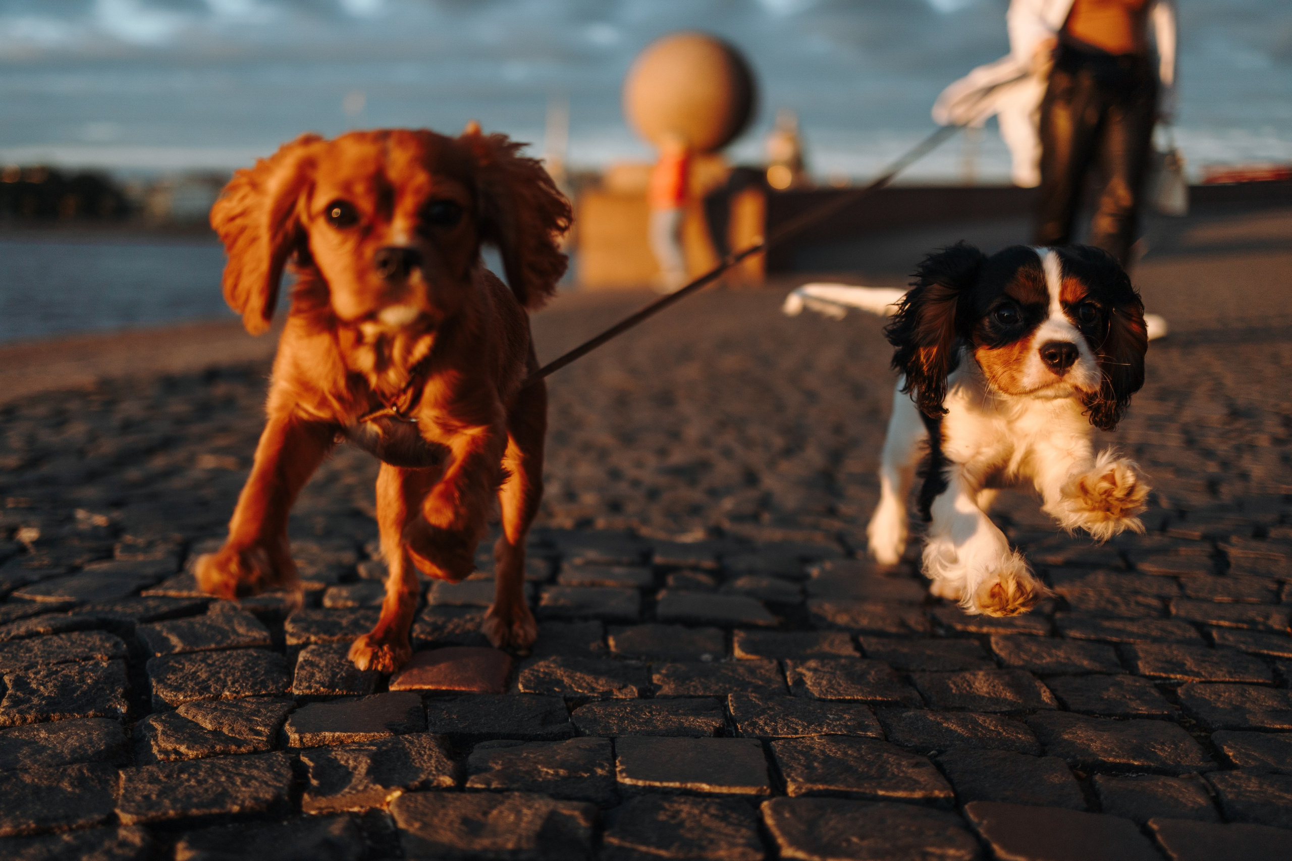 Аня, Стеша и Степан. Фотограф — Анималист | Санкт-Петербург