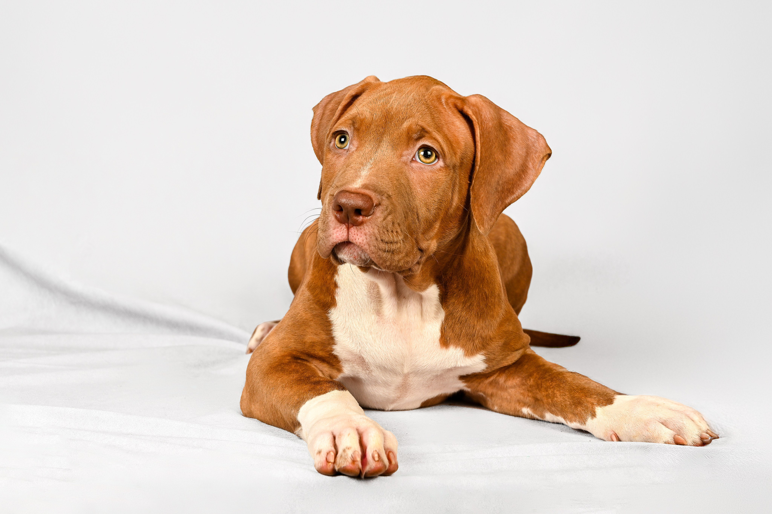 Питомцы. Интерьерный фотограф. Фото- видеосъемка недвижимости Санкт-Петербург