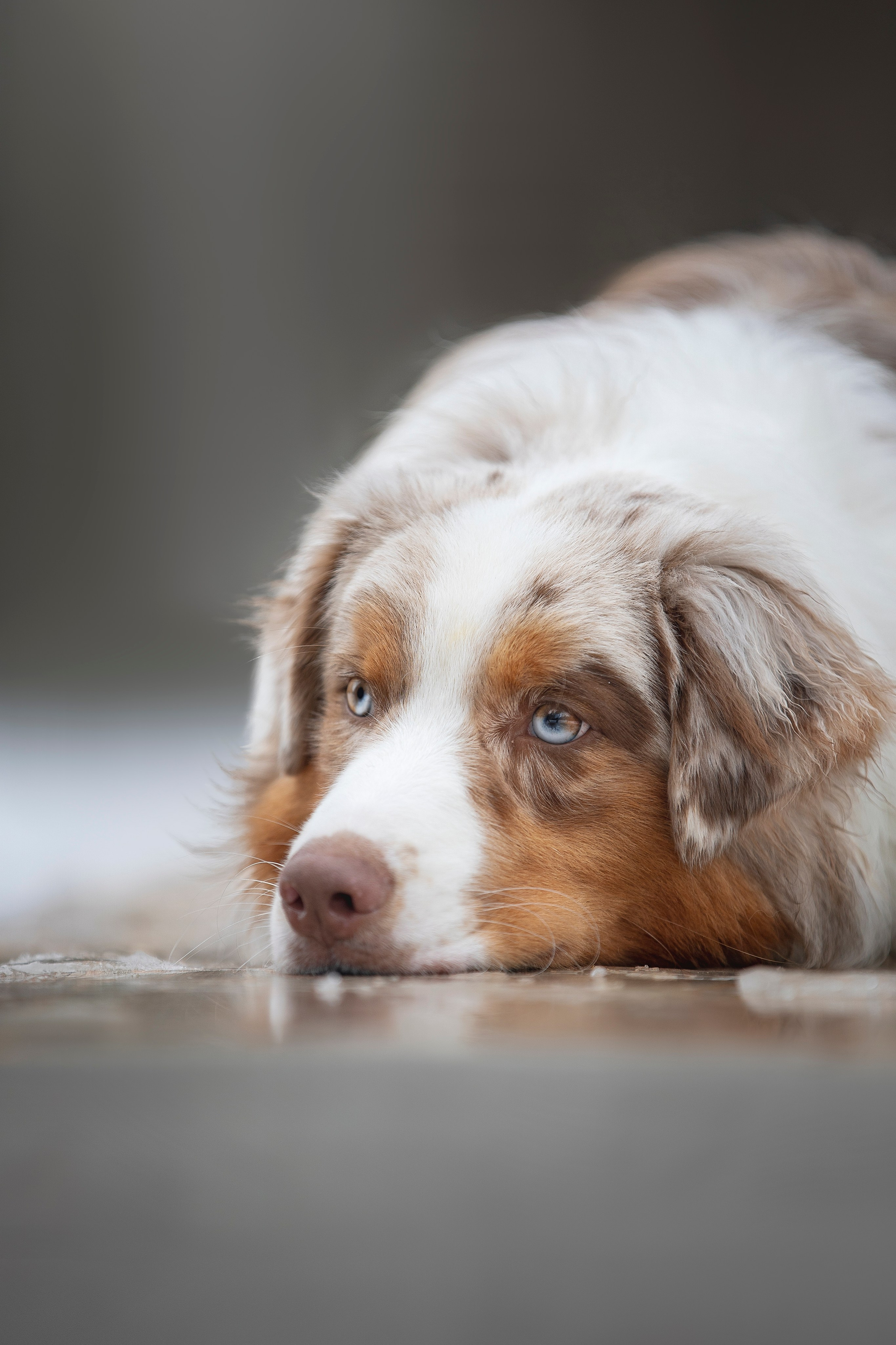 Дария, Макс, Сезам и Чили. Фотограф анималист в Москве Майорова Евгения