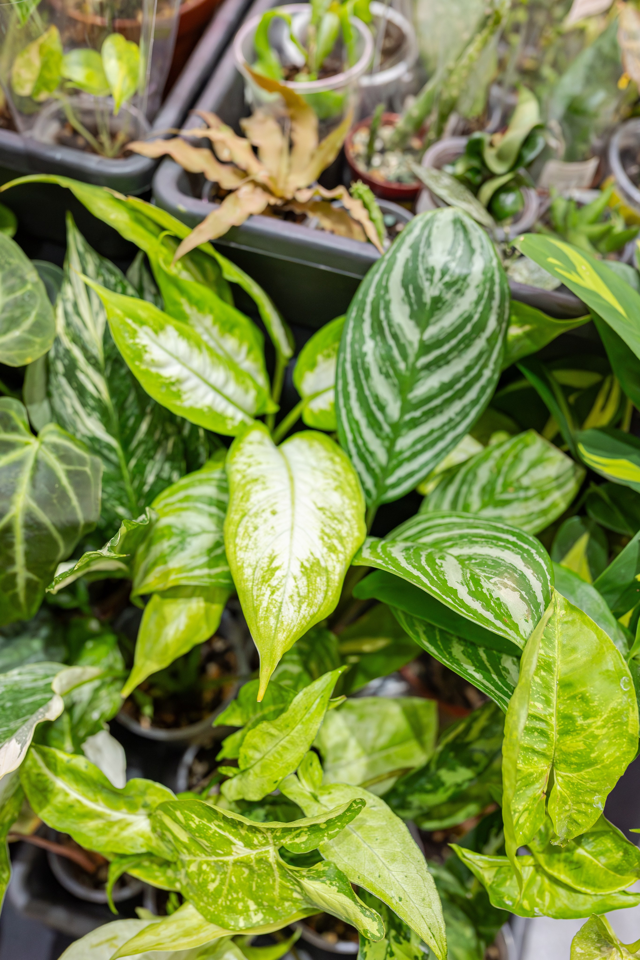 Монстериум апрель 2026. Александра Куликова фотограф, Москва