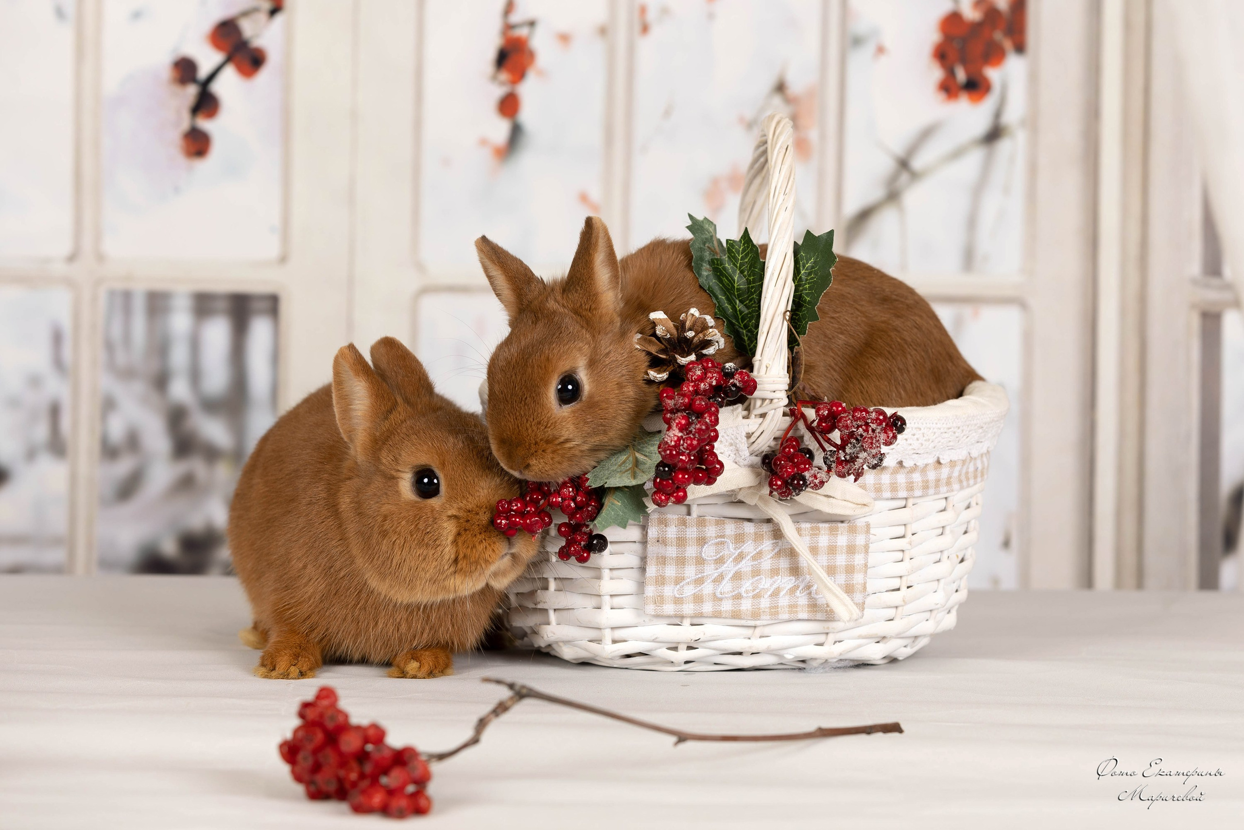 Тематические фоны с рисунком. Фотограф-анималист в Омске Екатерина Маричева