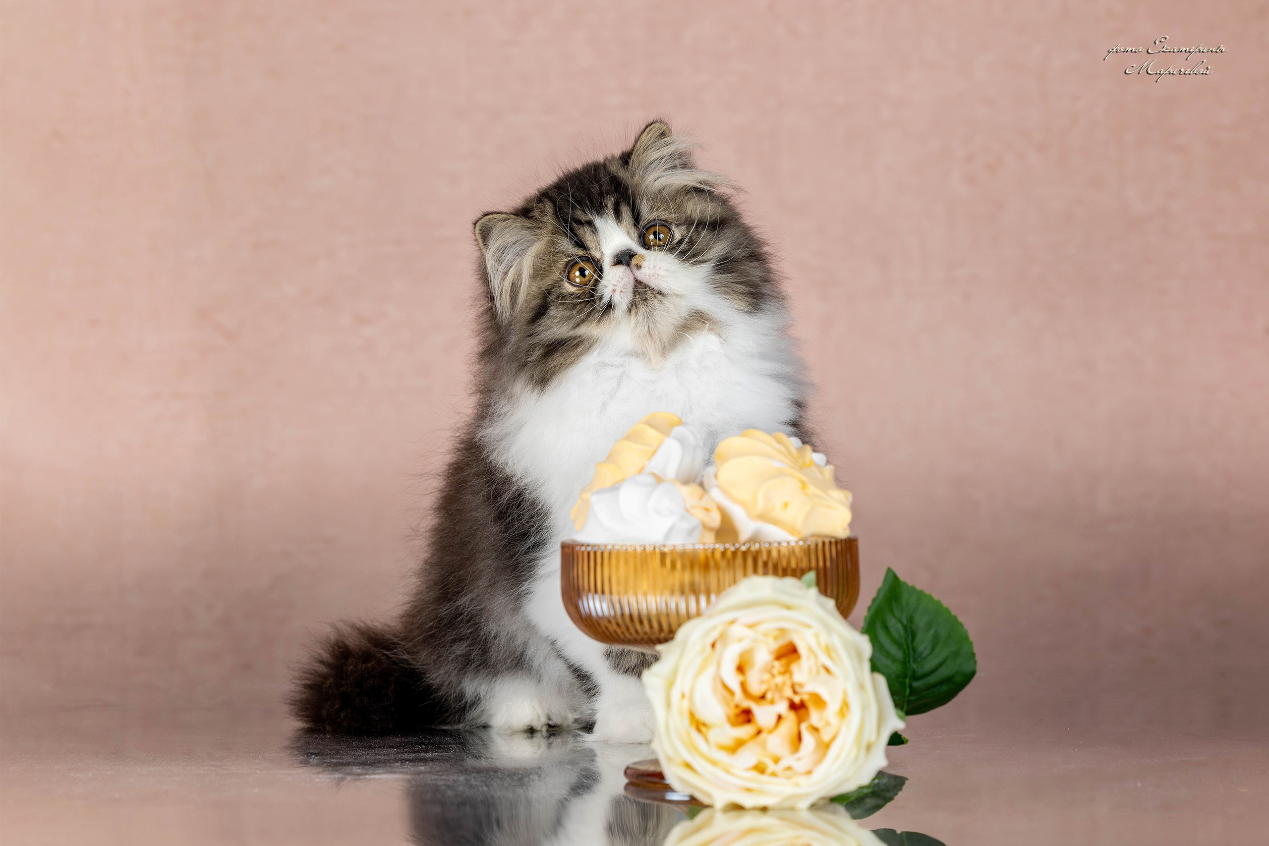 Стендовая съёмка на выставках кошек. Фотограф-анималист в Омске Екатерина Маричева