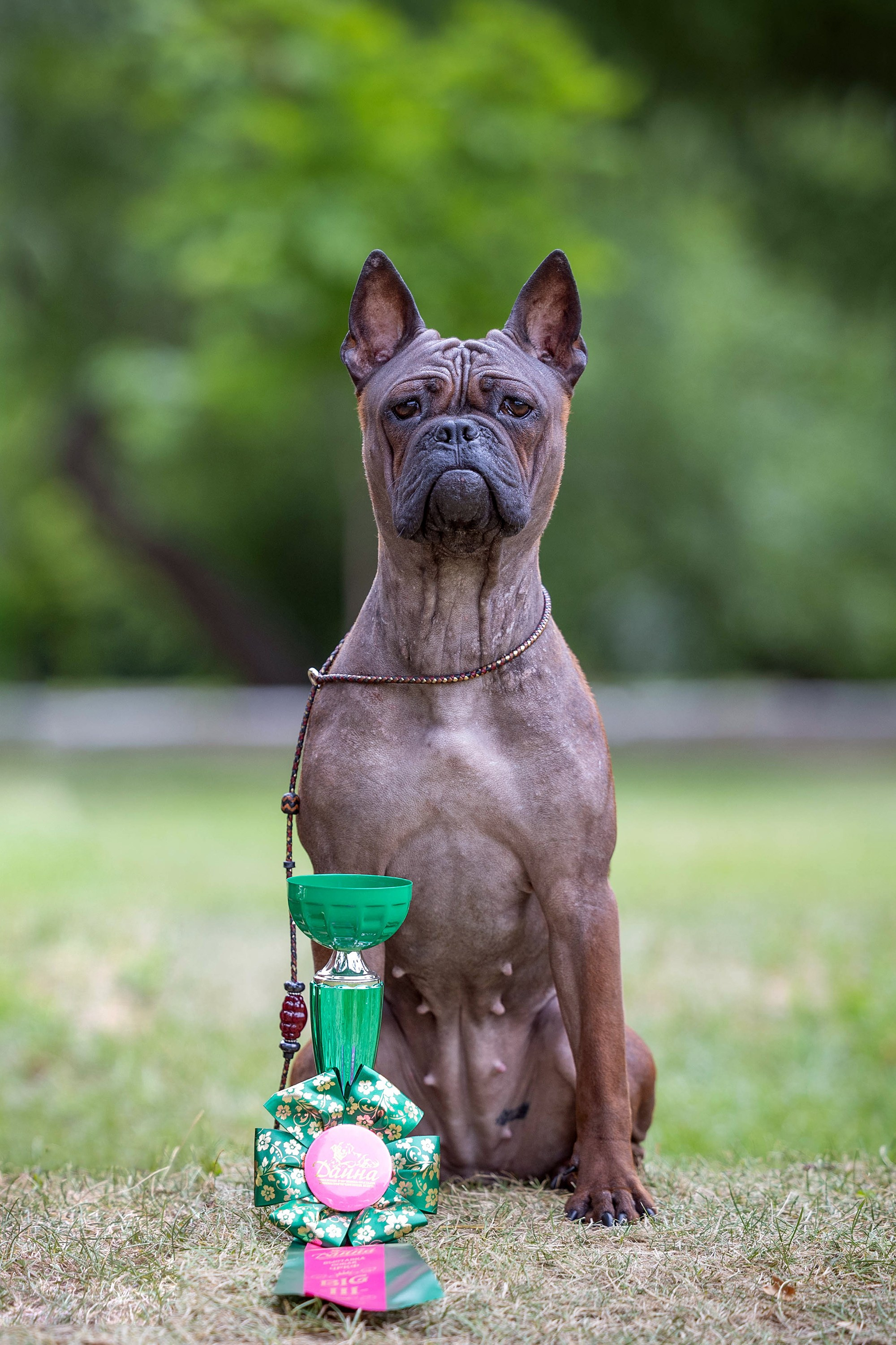 Заринговая съёмка на выставках собак. Фотограф-анималист в Омске Екатерина Маричева