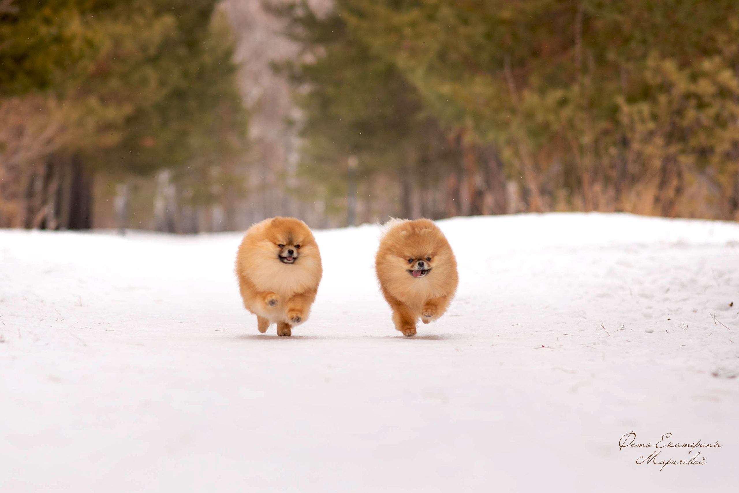 Выездная съёмка с естественным светом. Фотограф-анималист в Омске Екатерина Маричева