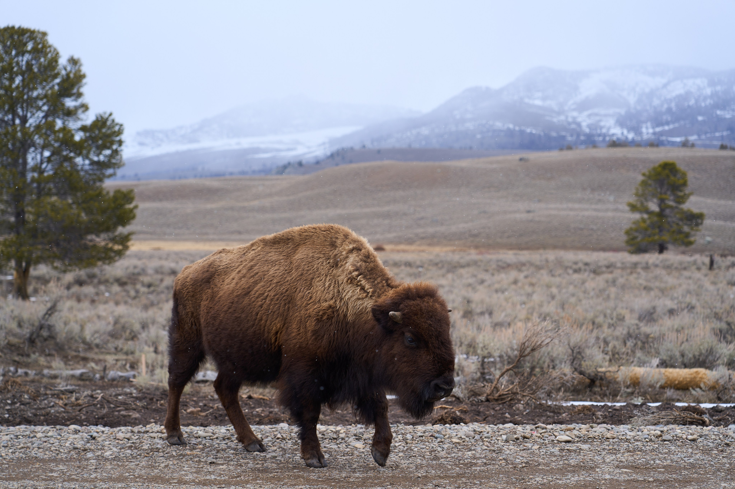 Spring 2026 – Yellowstone.