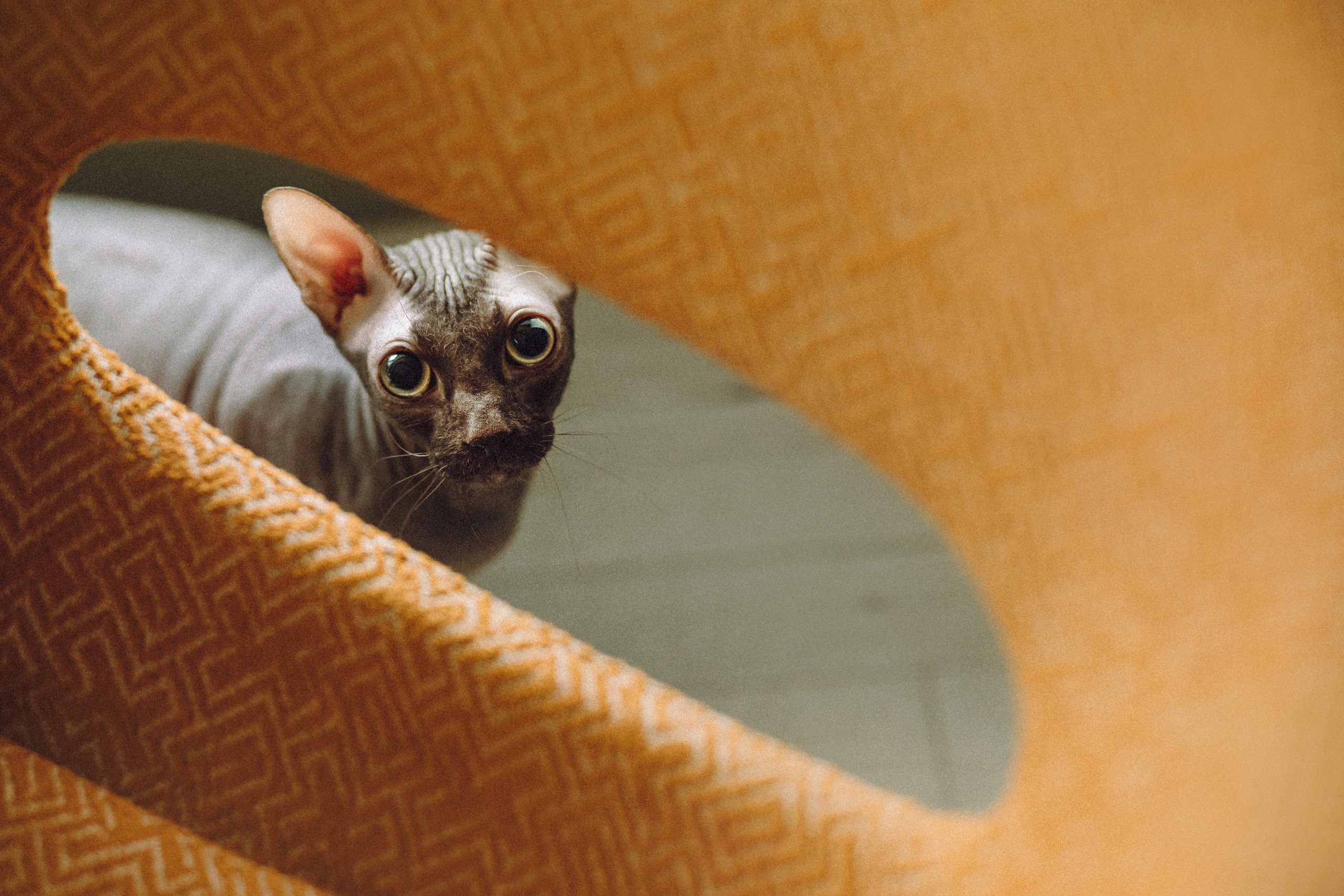 Как я выбираю, на какой объектив снимать животных?