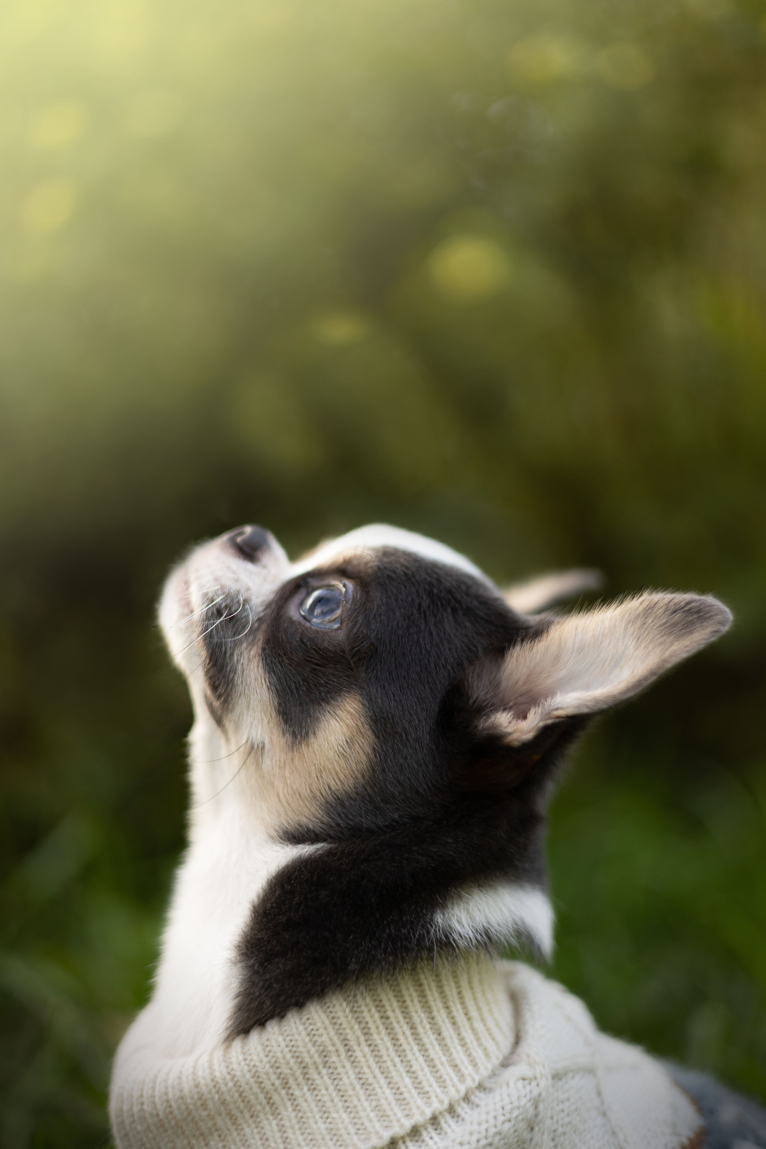 Лера и Пряня. Фотограф животных Евгения Верцинская