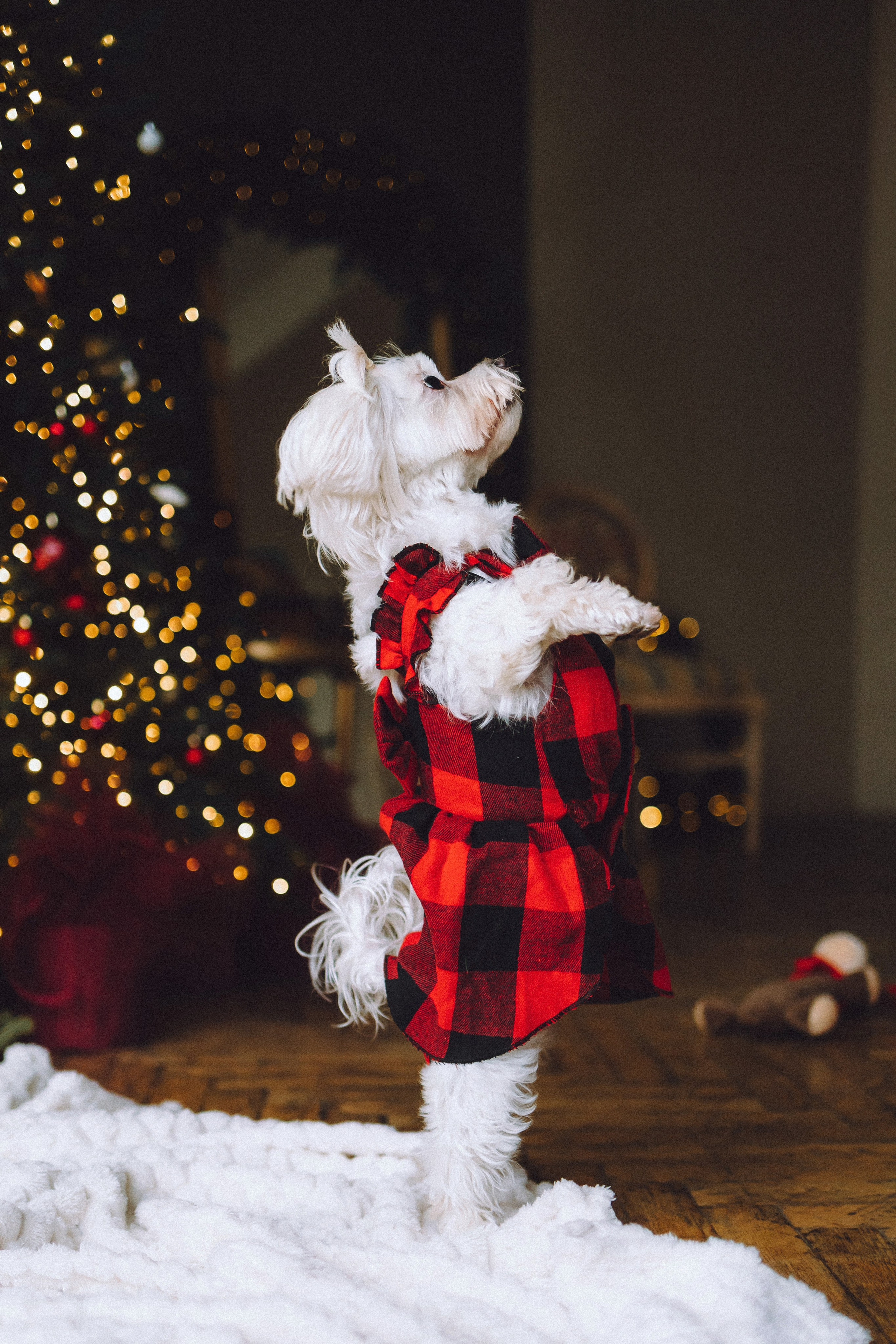 Констанция и Молли