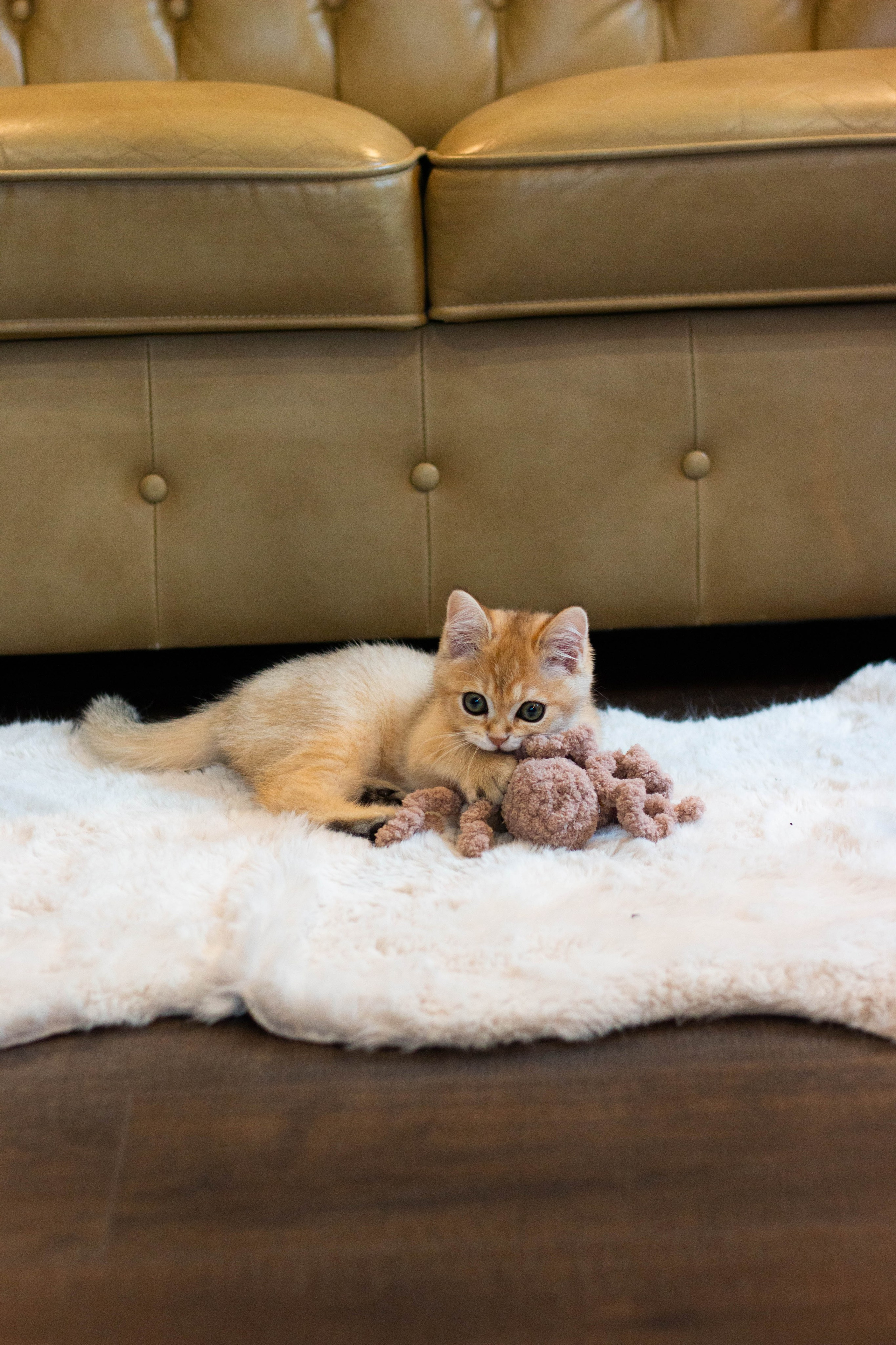 MILANA & RUFUS. Бережно сохраняю ваши чувства и истории на своих фотографиях