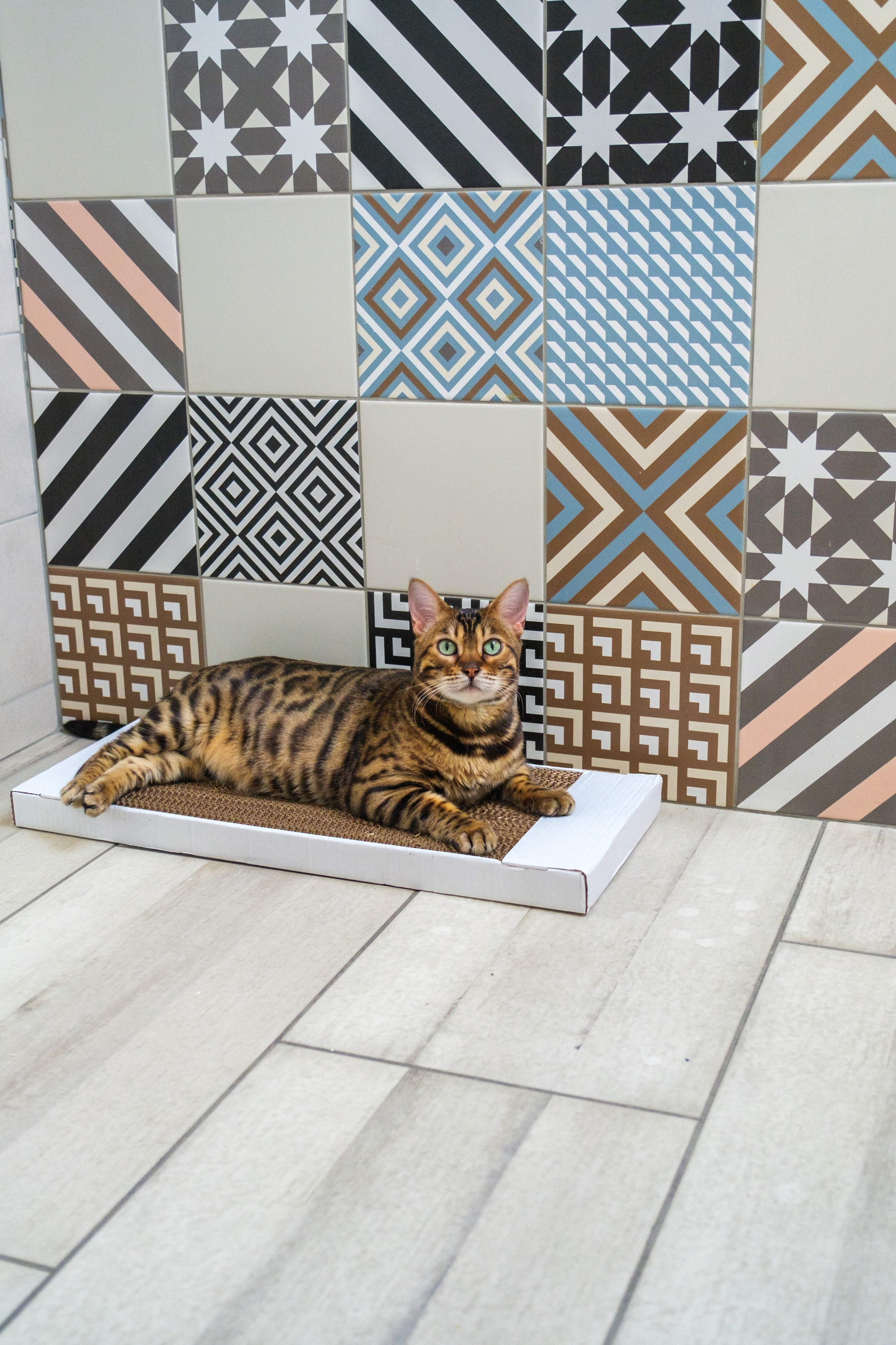 Когтеточки из картона. Зоофотограф, фотограф животных в Москве и области Дина Дамоцева