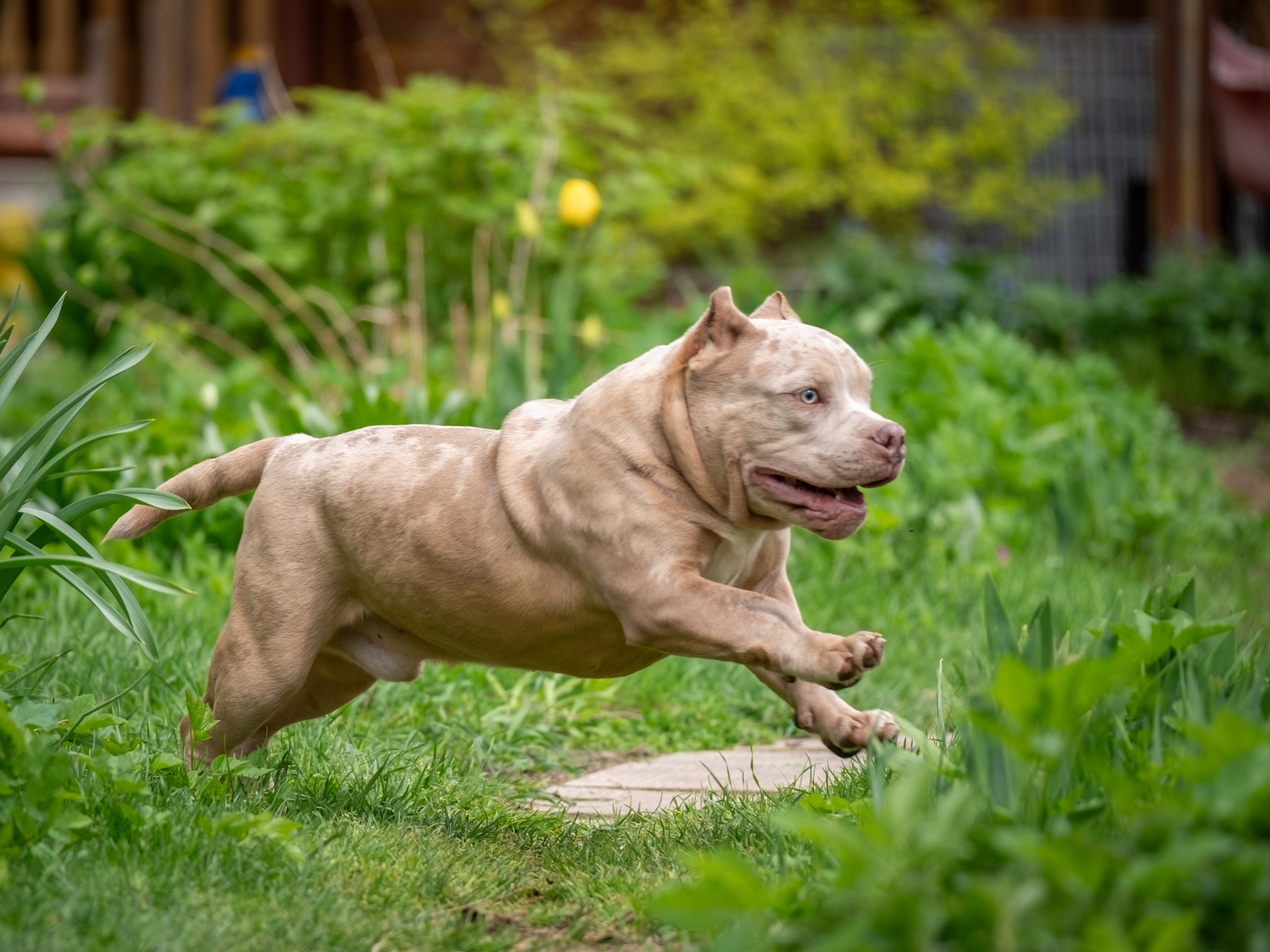 Американские булки для Ирины). Зоофотограф, фотограф животных в Москве и области Дина Дамоцева