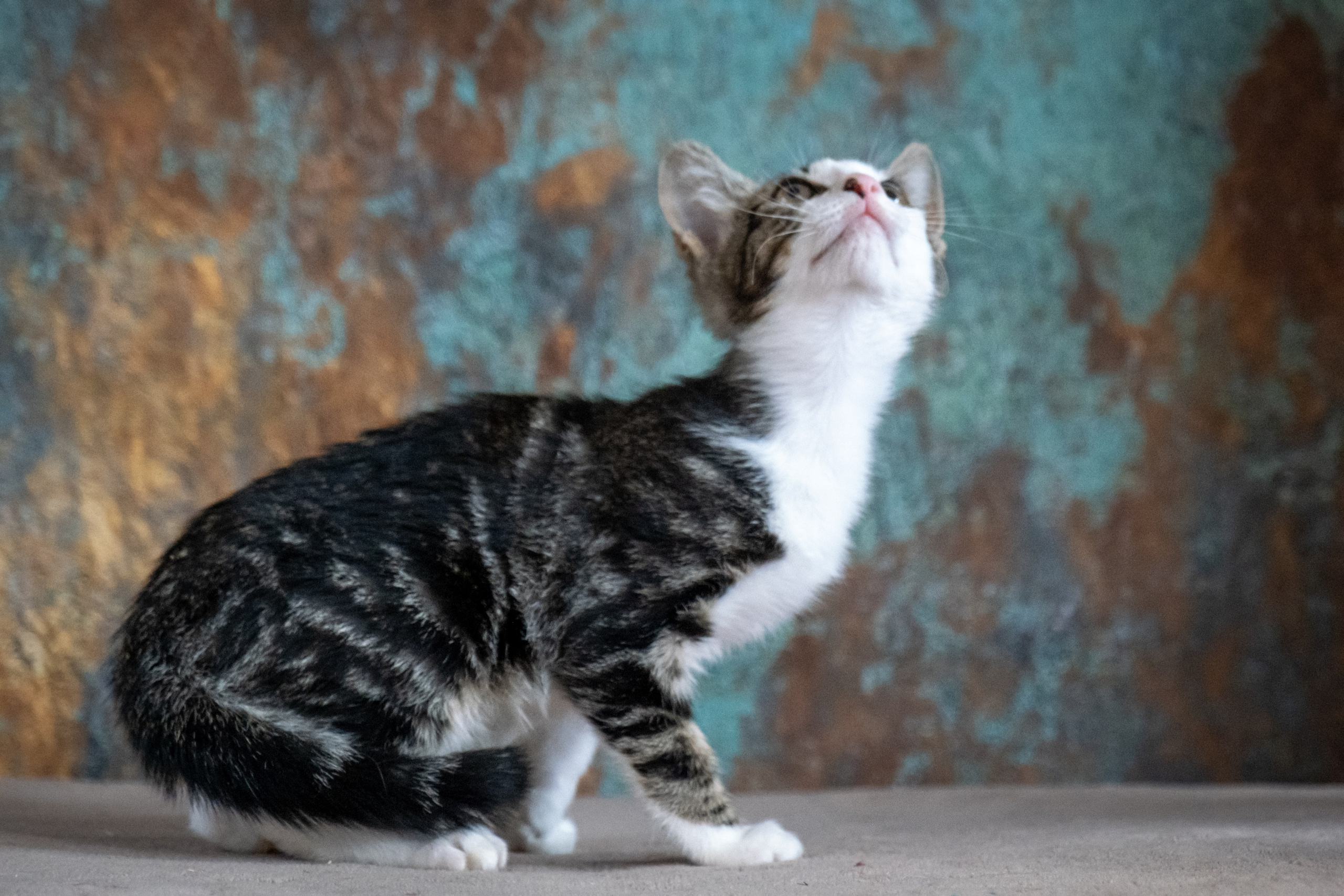 Котята для Дианы. Зоофотограф, фотограф животных в Москве и области Дина Дамоцева