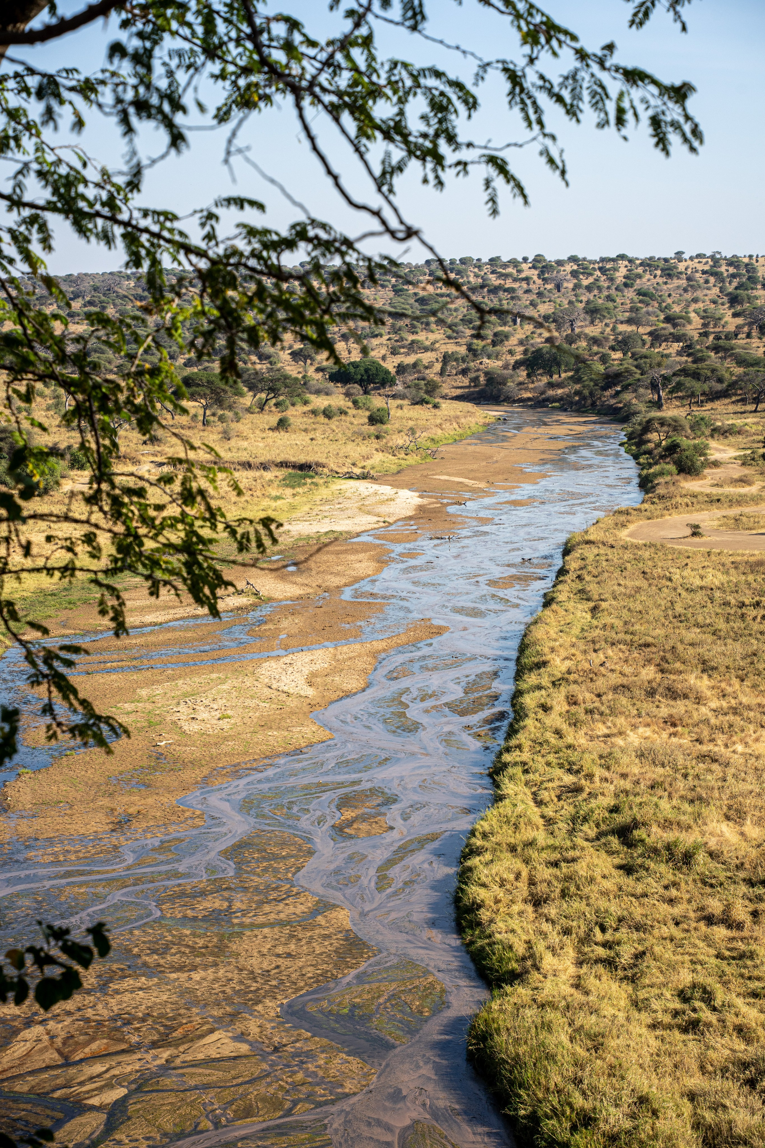 Танзания, сафари, 2025. Творческие сьемки