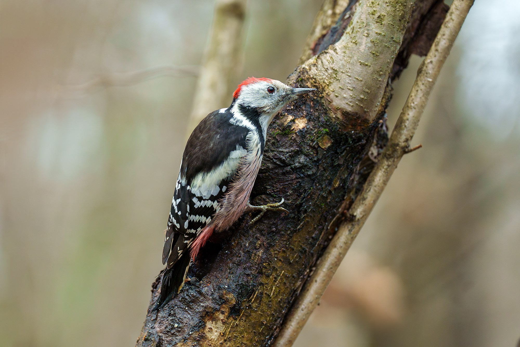 Удивительные мир птиц. Вокруг нас столько прекрасного — присмотритесь!. Ваш личный фотограф Марина Волкова