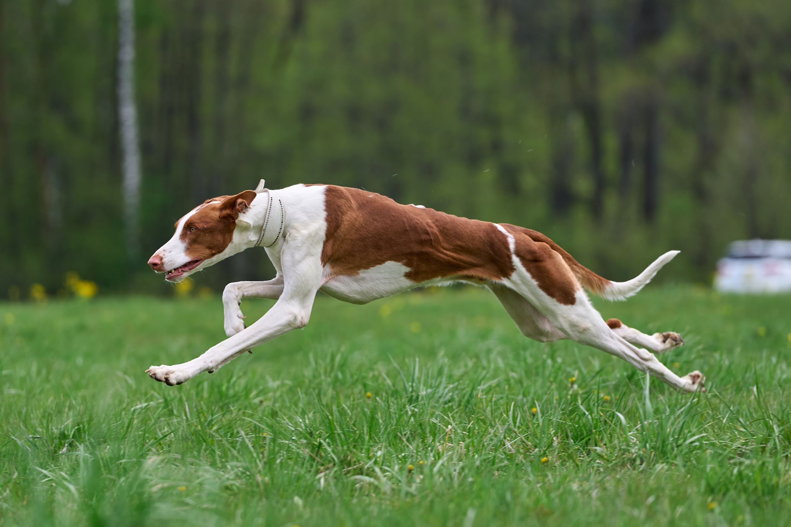 Тренировка по курсингу Донино. Фотограф-анималист Михаил Манухин