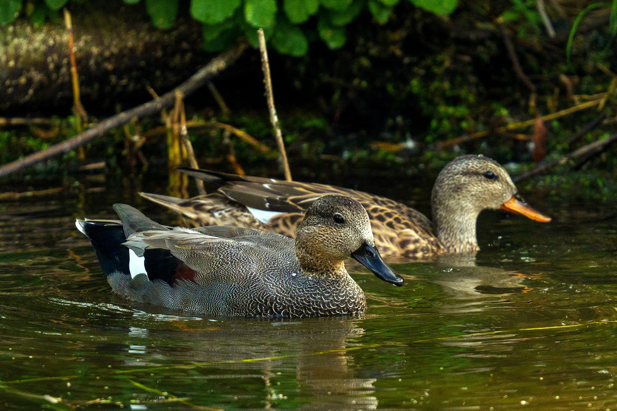 Удивительные мир птиц. Вокруг нас столько прекрасного — присмотритесь!. Ваш личный фотограф Марина Волкова