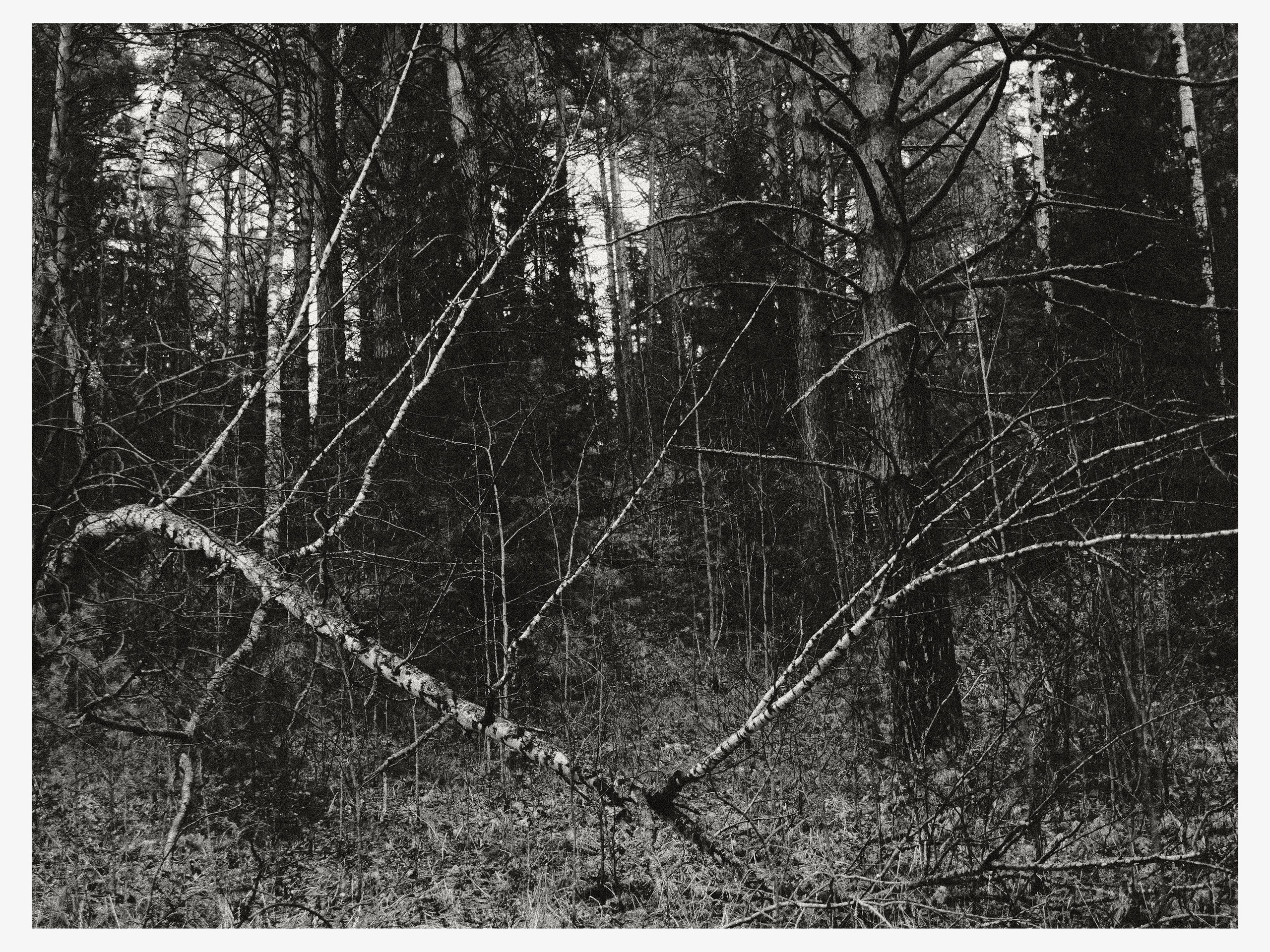 02.11.25 — Ларинский заказник (Томская обл.). Mark Zarya — Casual Photography