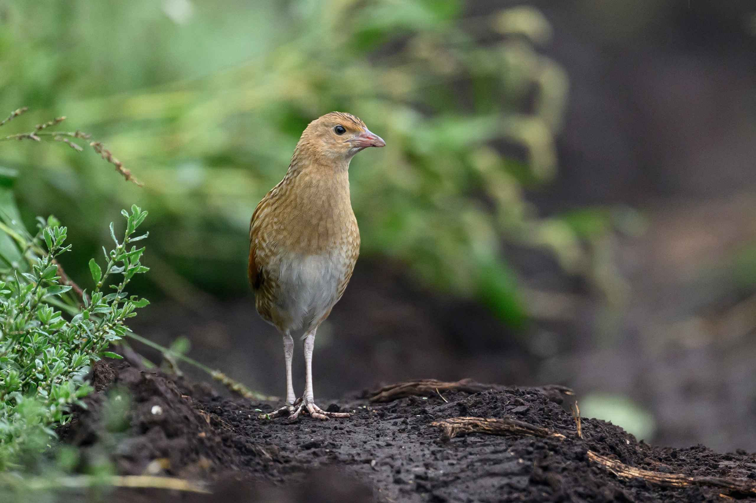 Коростель, кукушка, каменка. Wildlife photography by Sergey Puponin