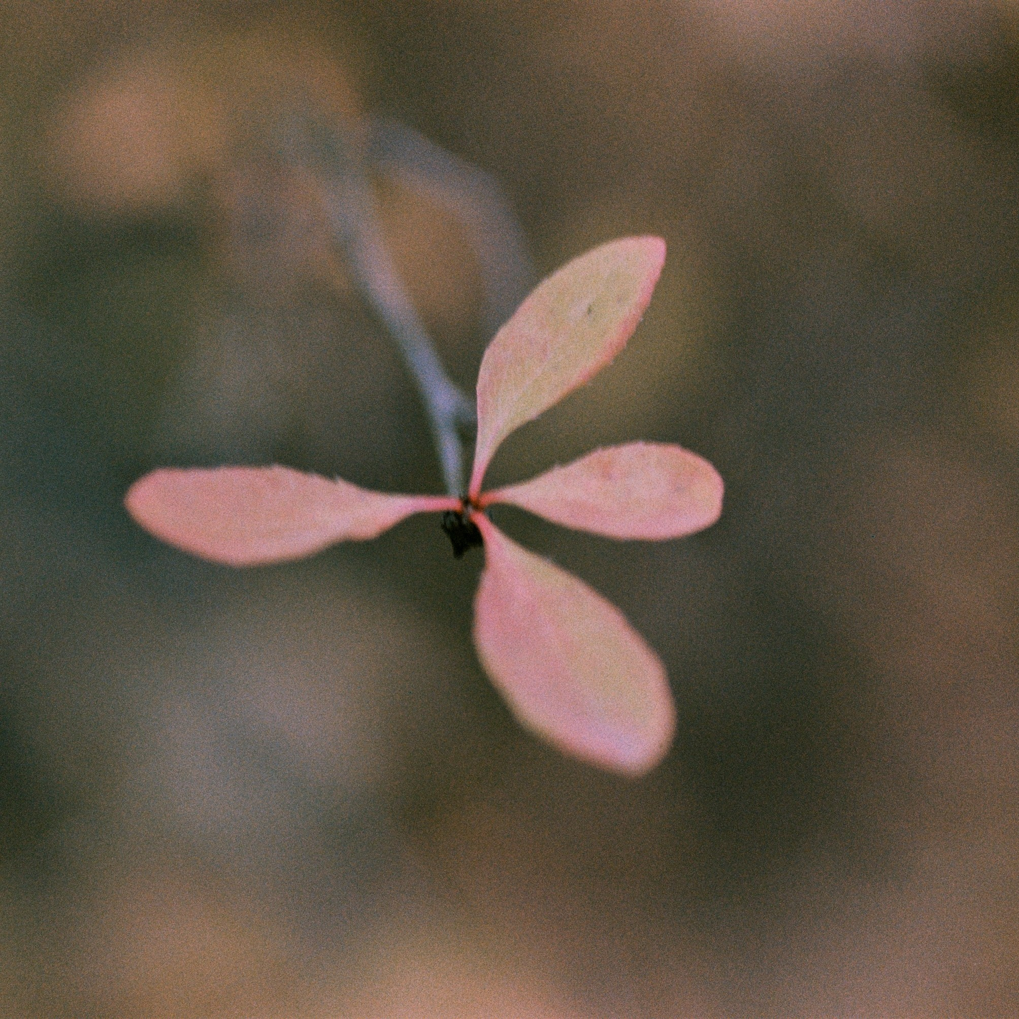 Осень на просроченную Kodak Color Plus 200 и Contax N1 с макро-объекти
