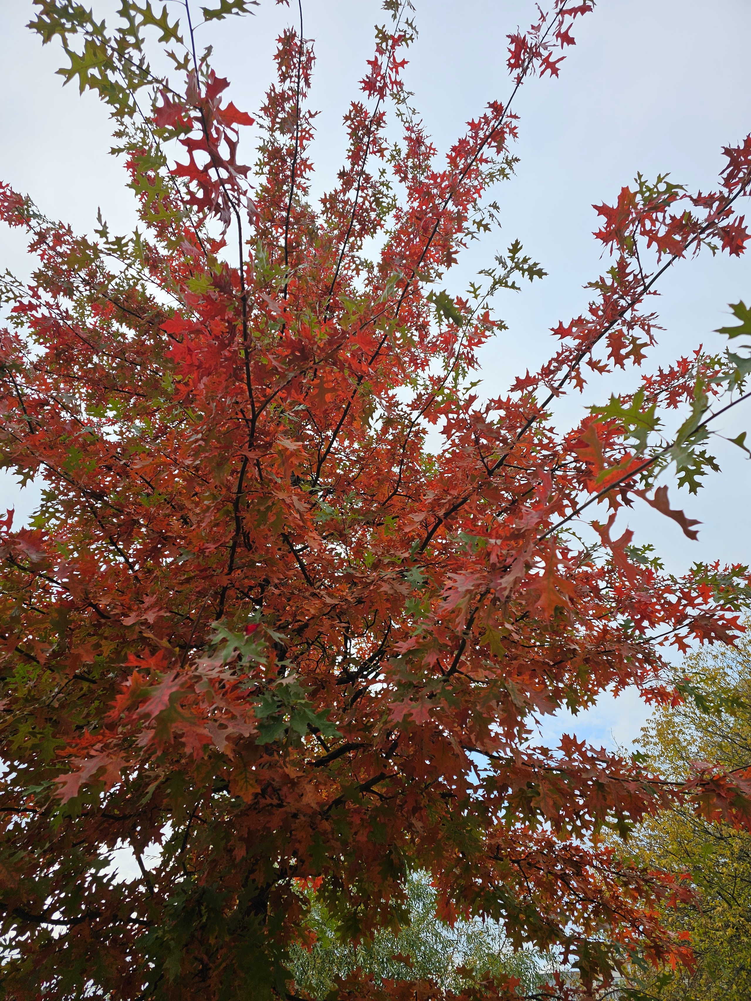 Вертикальный снимок, снятый снизу вверх, демонстрирующий дерево в ярких осенних тонах — от насыщенного красного до зеленого. Листья выделяются на фоне пасмурного светлого неба.
