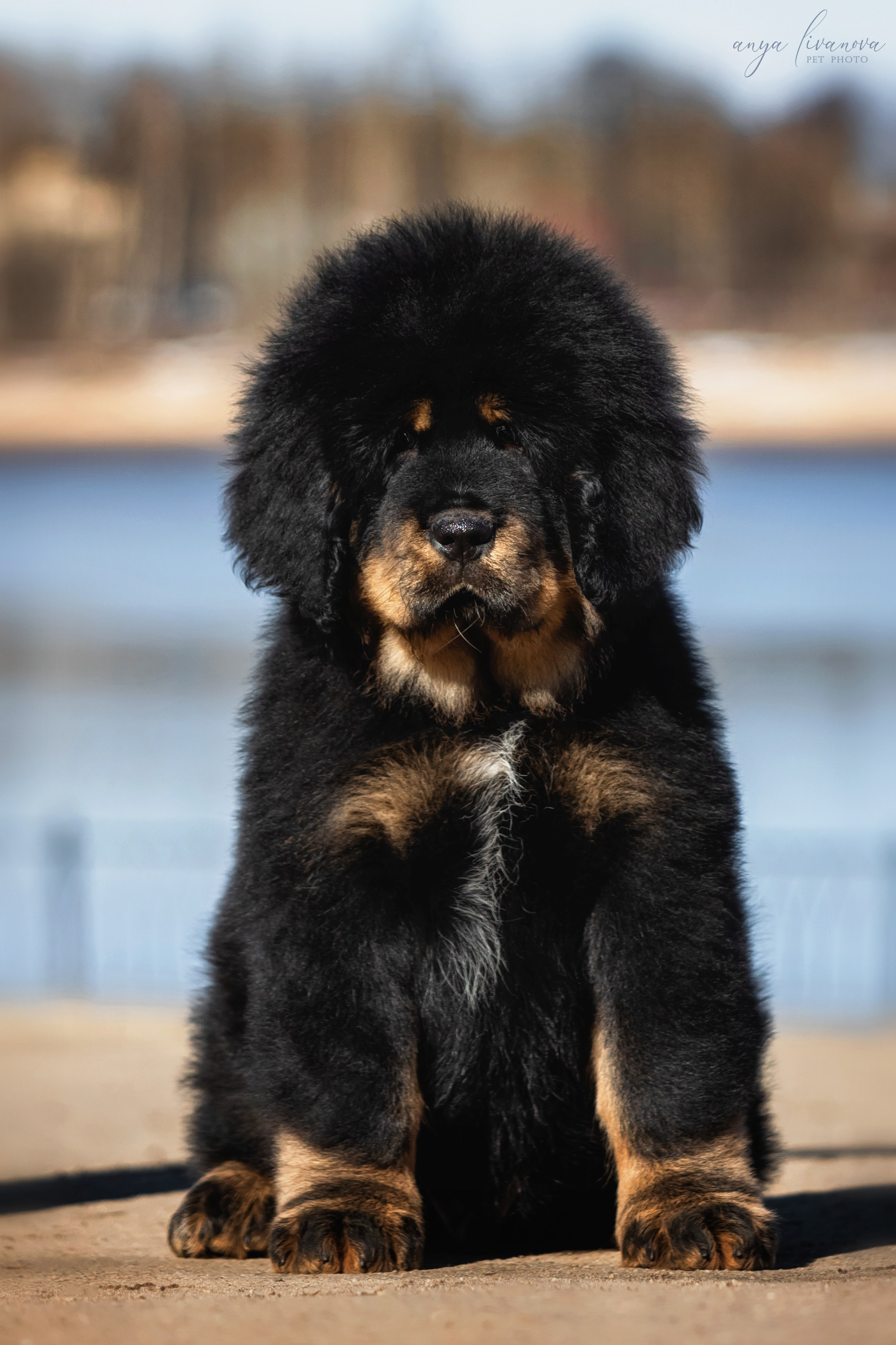 Тибеты. Фотограф анималист Аня Ливанова | Рыбинск