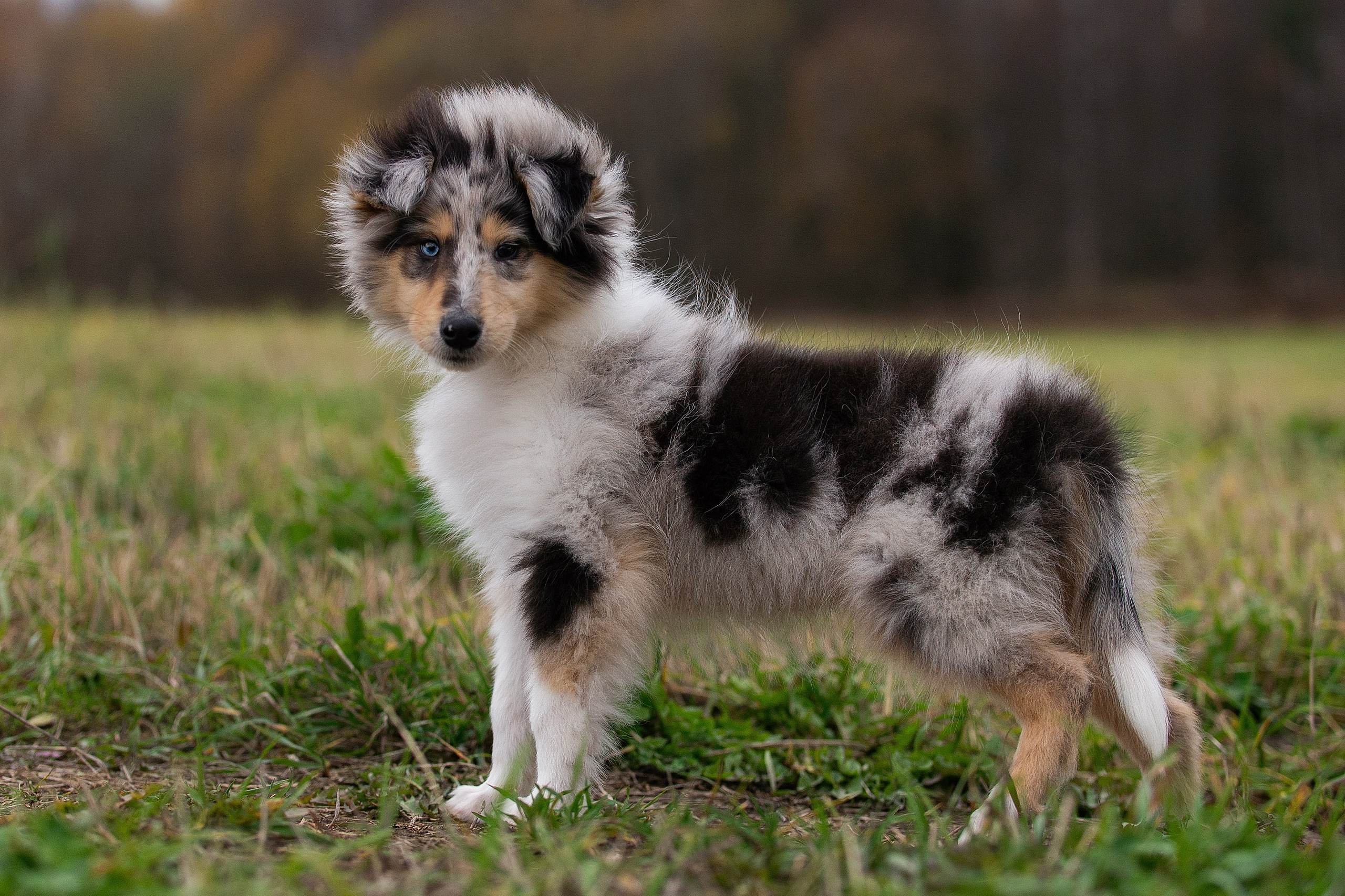 Собаки питомника Версаль. Творческий фотограф Вологда