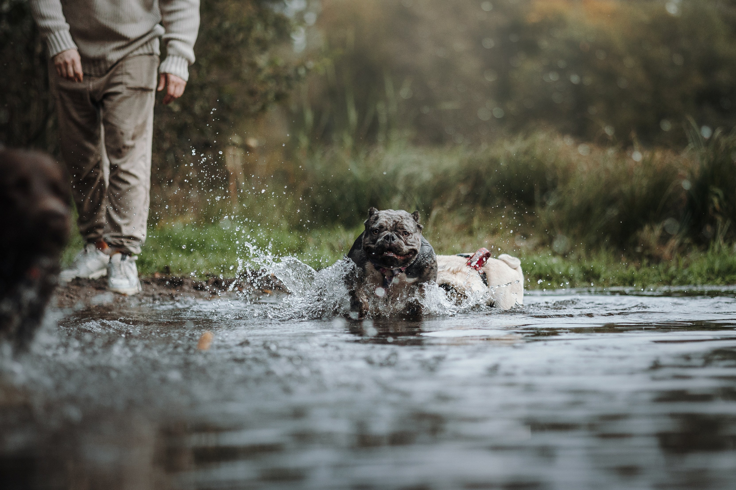 Девочки и их семья. Фотограф — Анималист | Санкт-Петербург