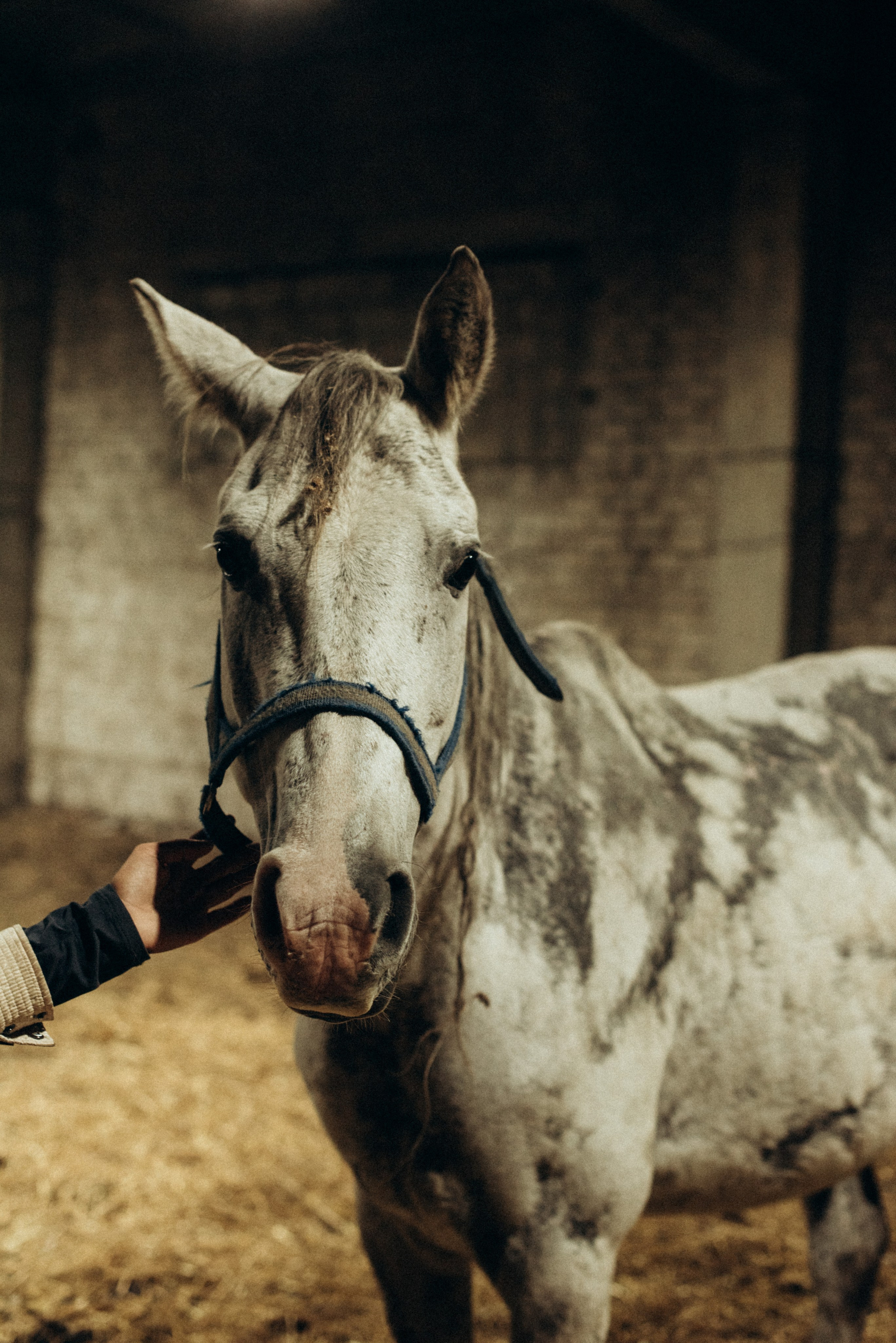 ХВОСТАТЫЕ. Дом обретенный. Детский и семейный фотограф выпускной альбом Приморско-Ахтарск
