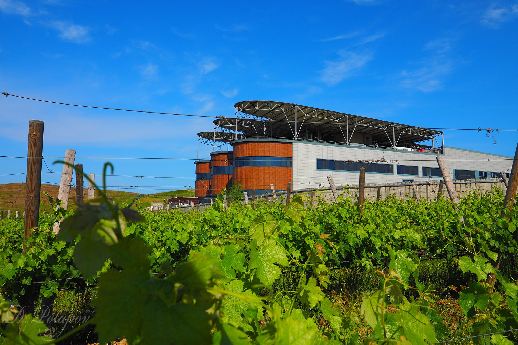 Крымская винодельня Alma Valley. Московский фотограф Дмитрий Потапов