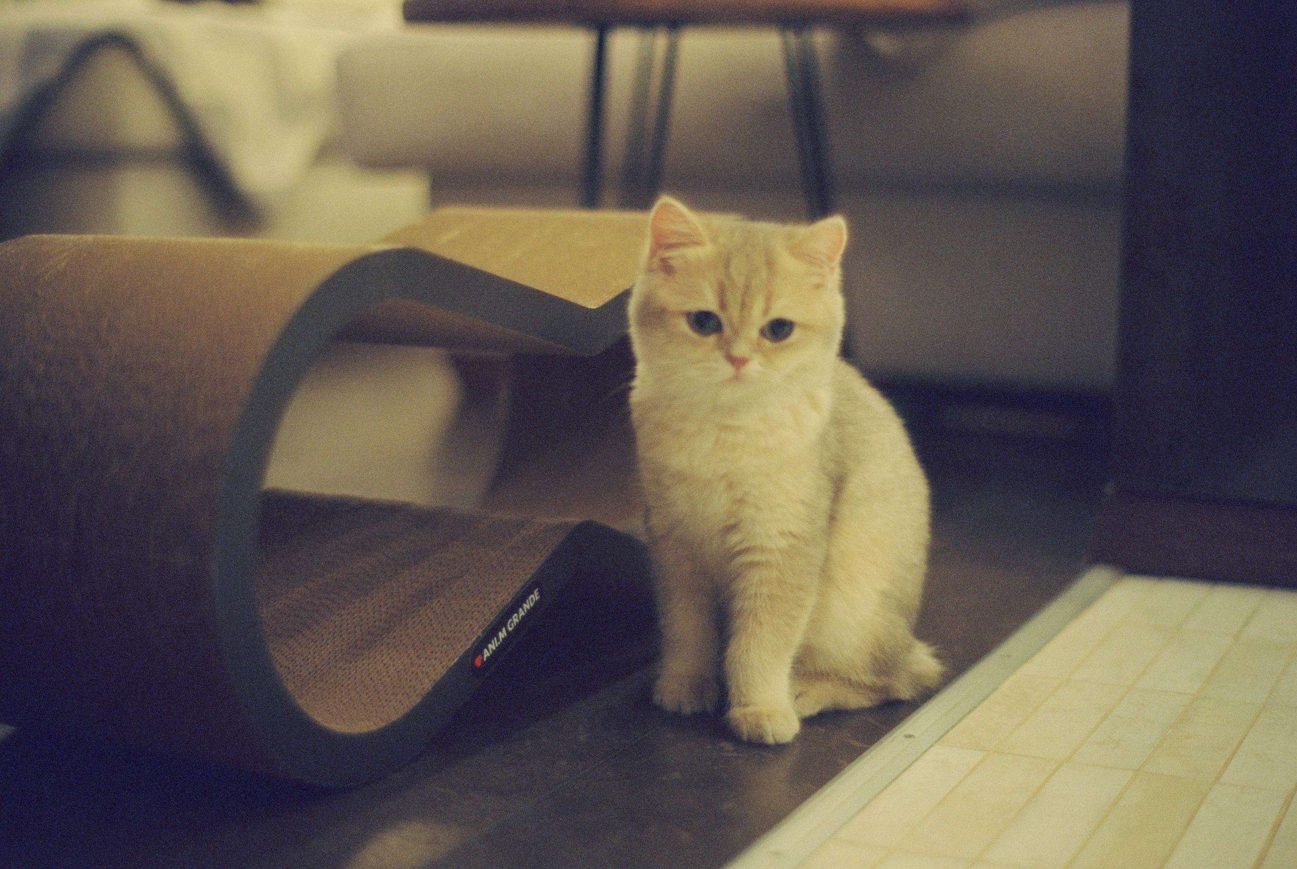 Плёночная весна 2025. Илья Михачёв Фотограф ПРО людей